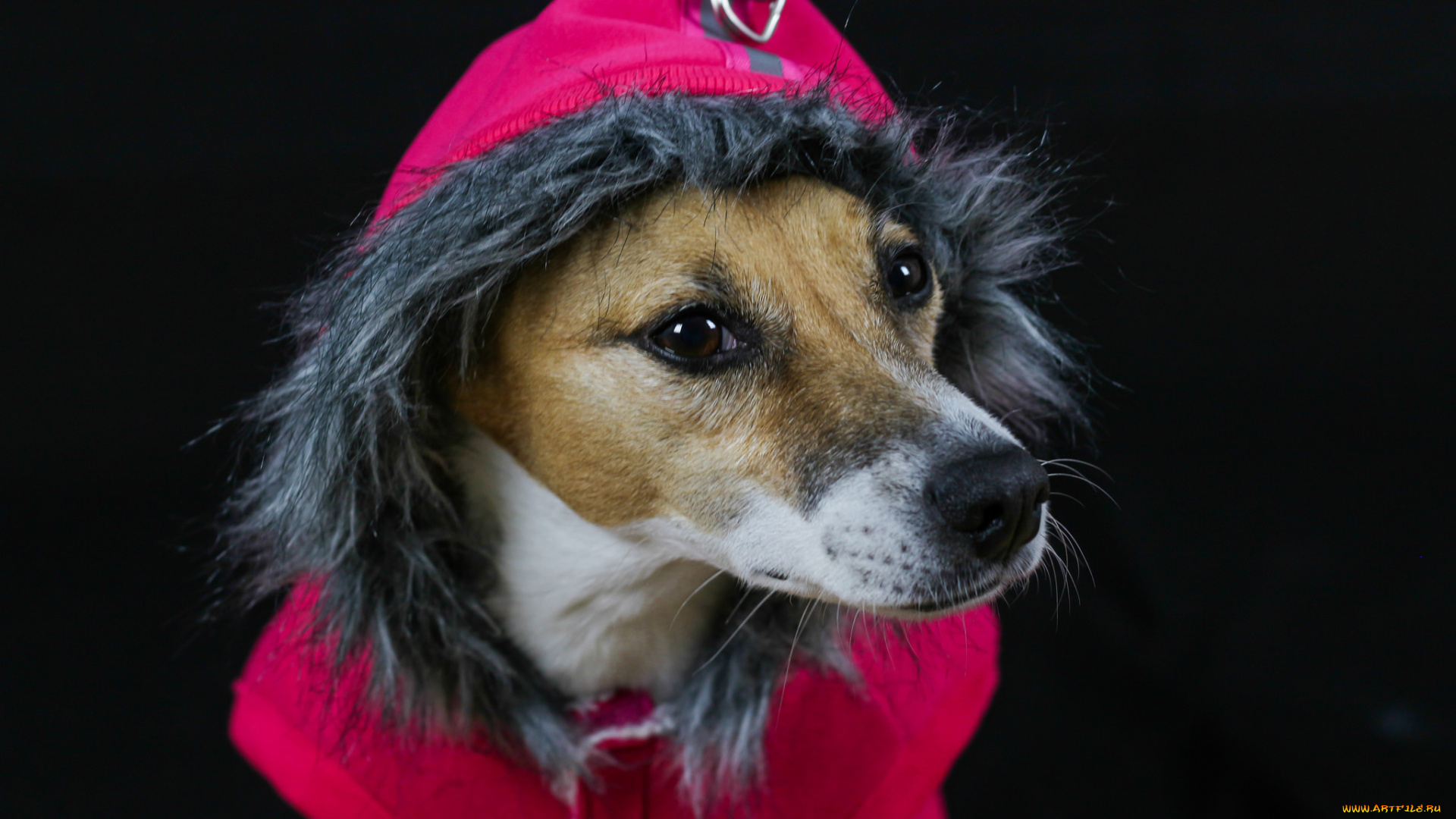 животные, собаки, песик