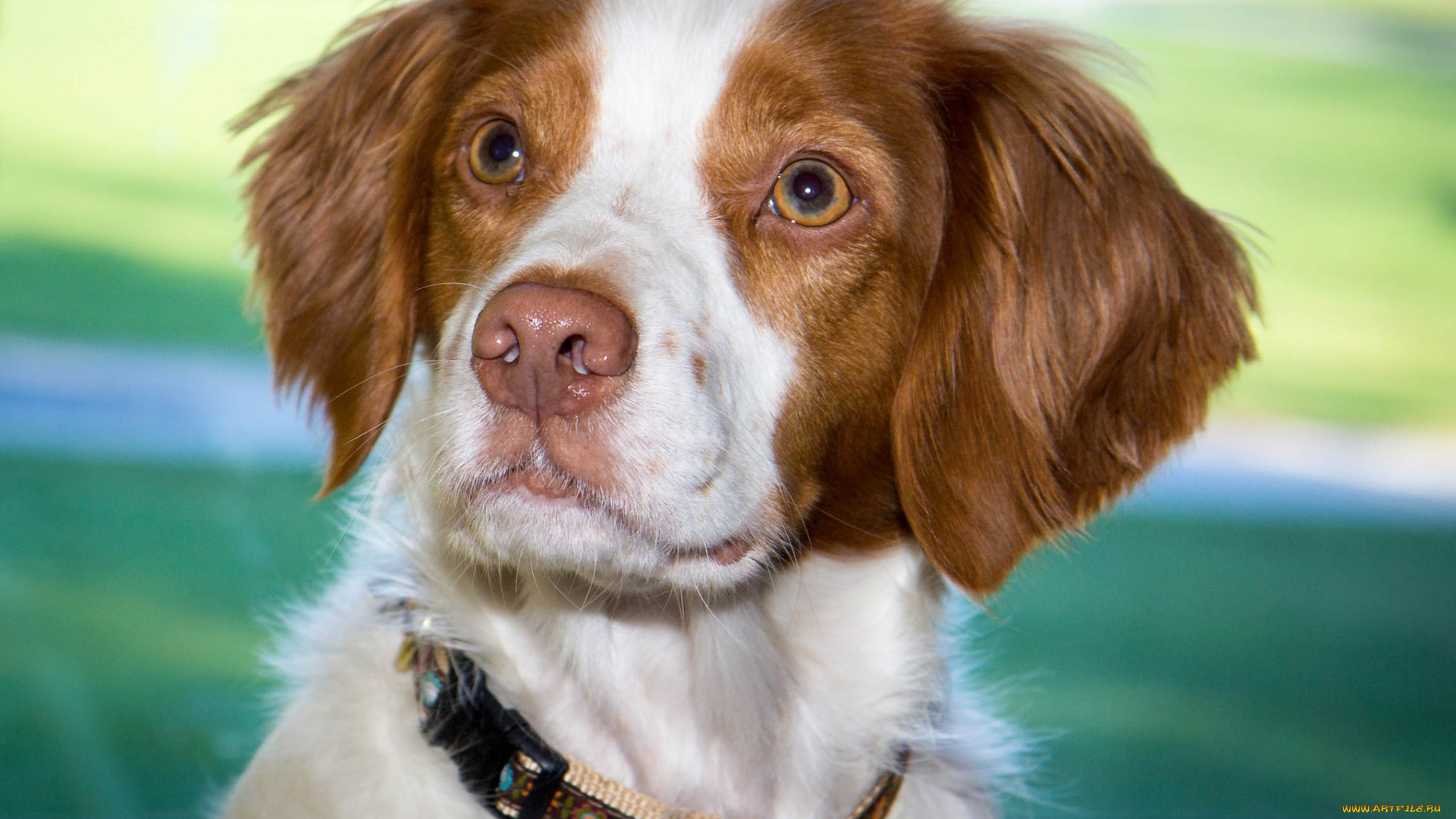 животные, собаки, песик