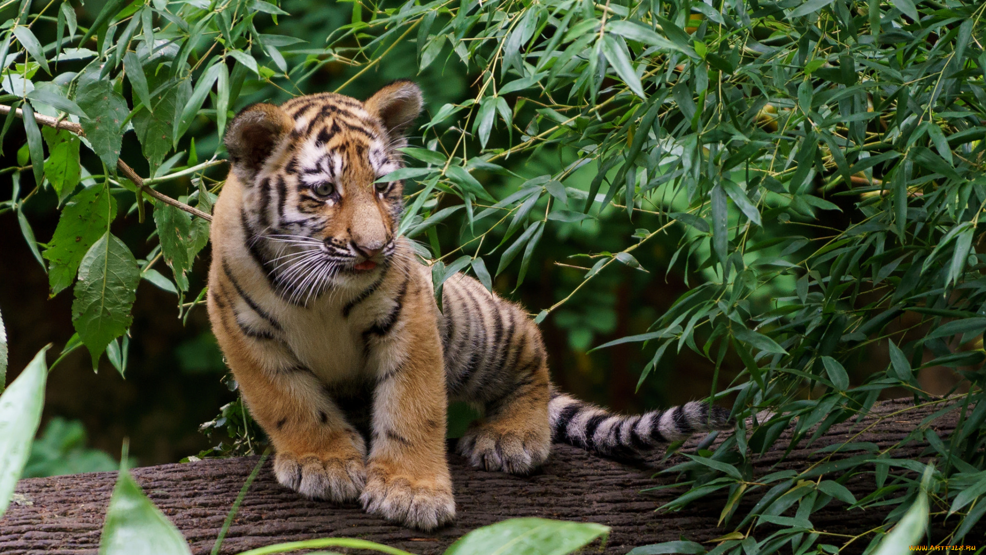 животные, тигры, тигренок