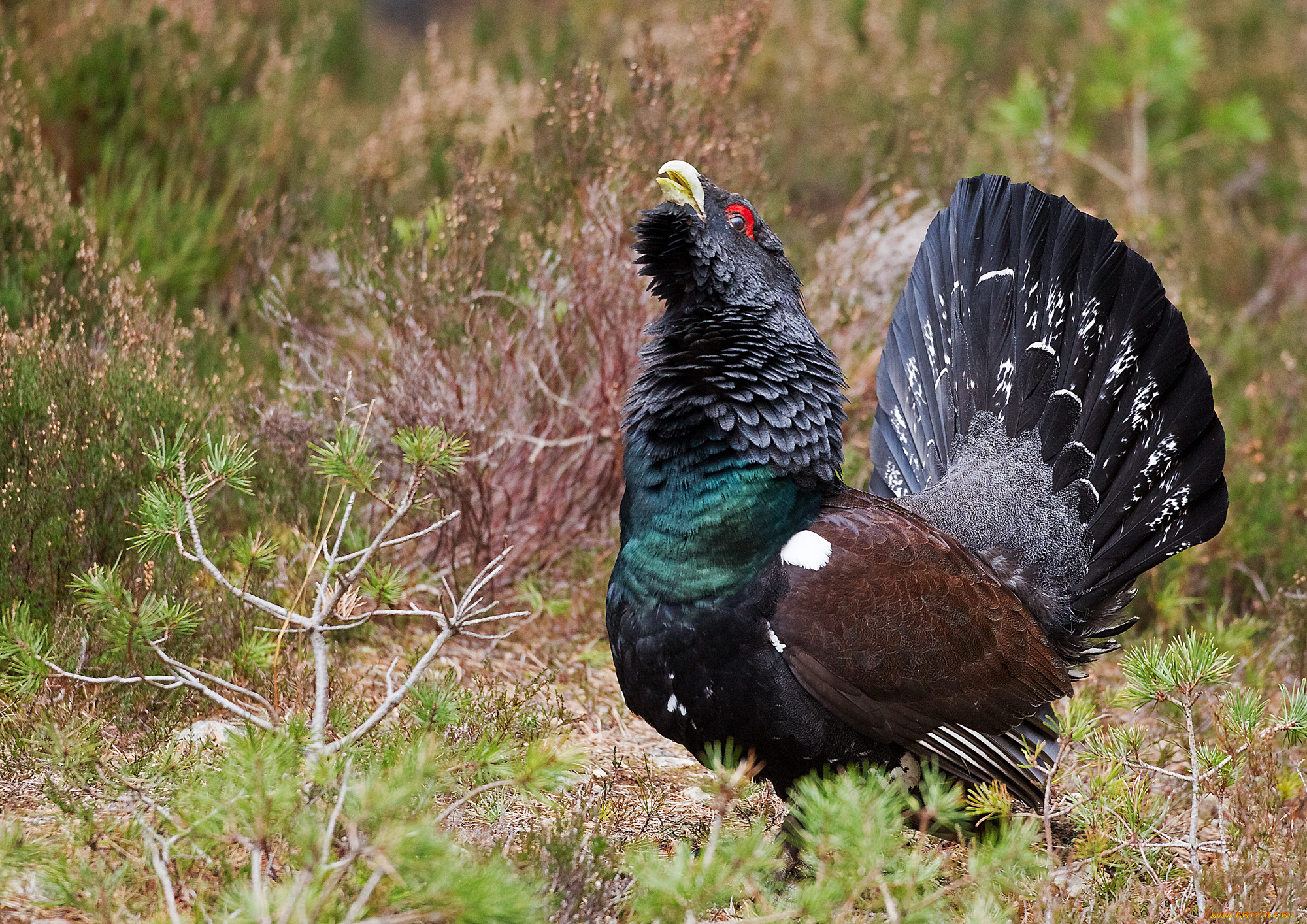 животные, глухари, , тетерева, птичка