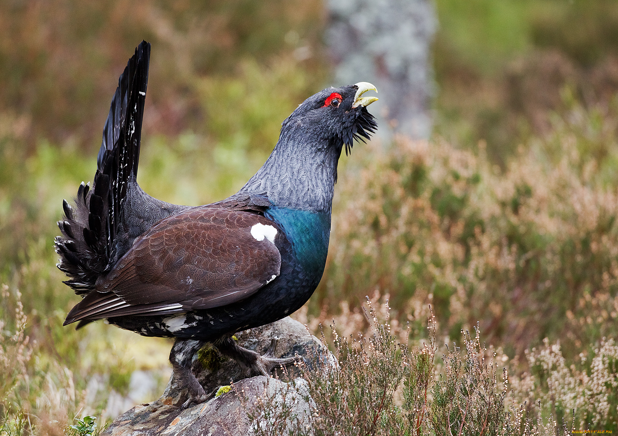 животные, глухари, , тетерева, птичка