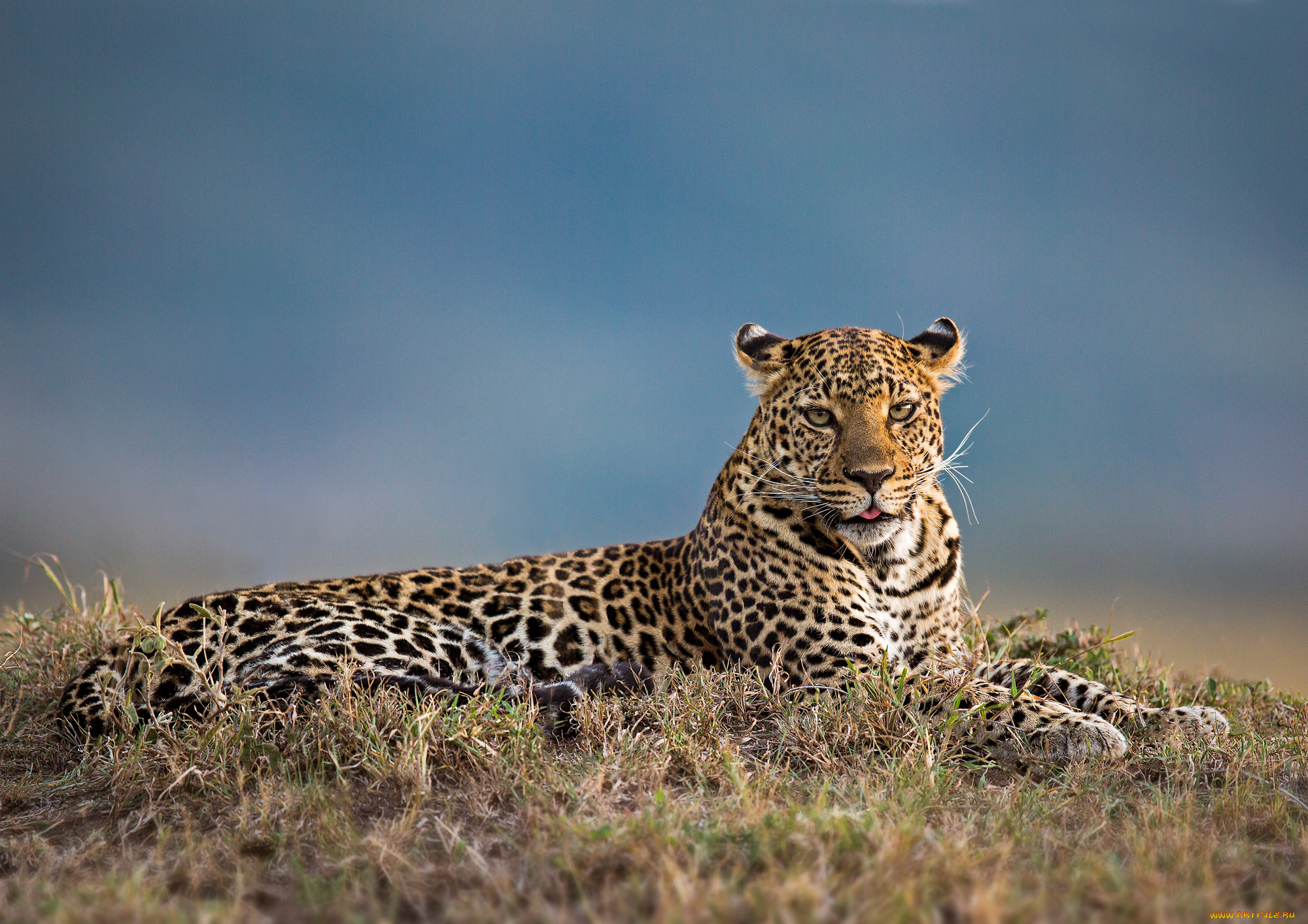 животные, леопарды, хищник