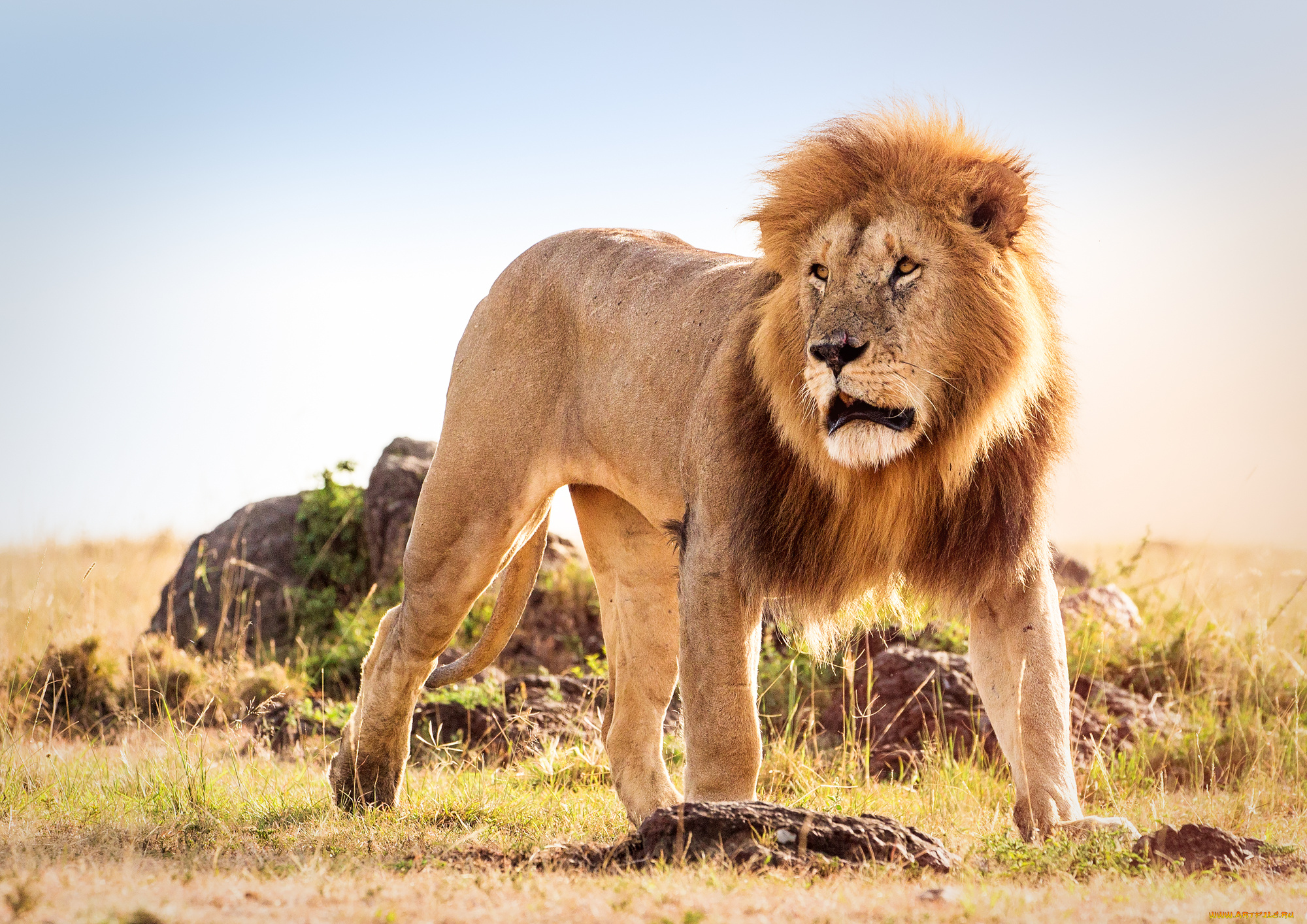 животные, львы, царь