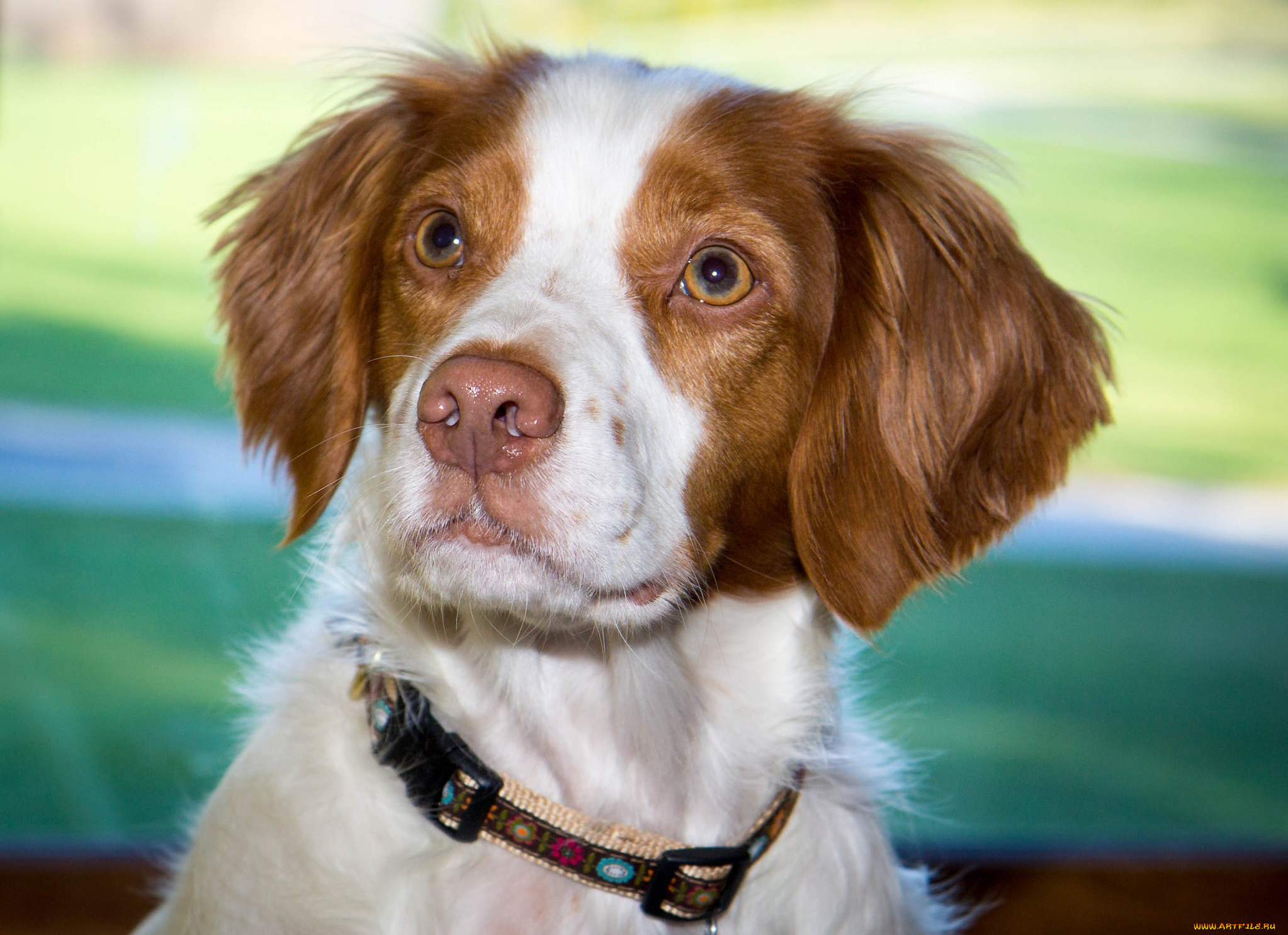 животные, собаки, песик