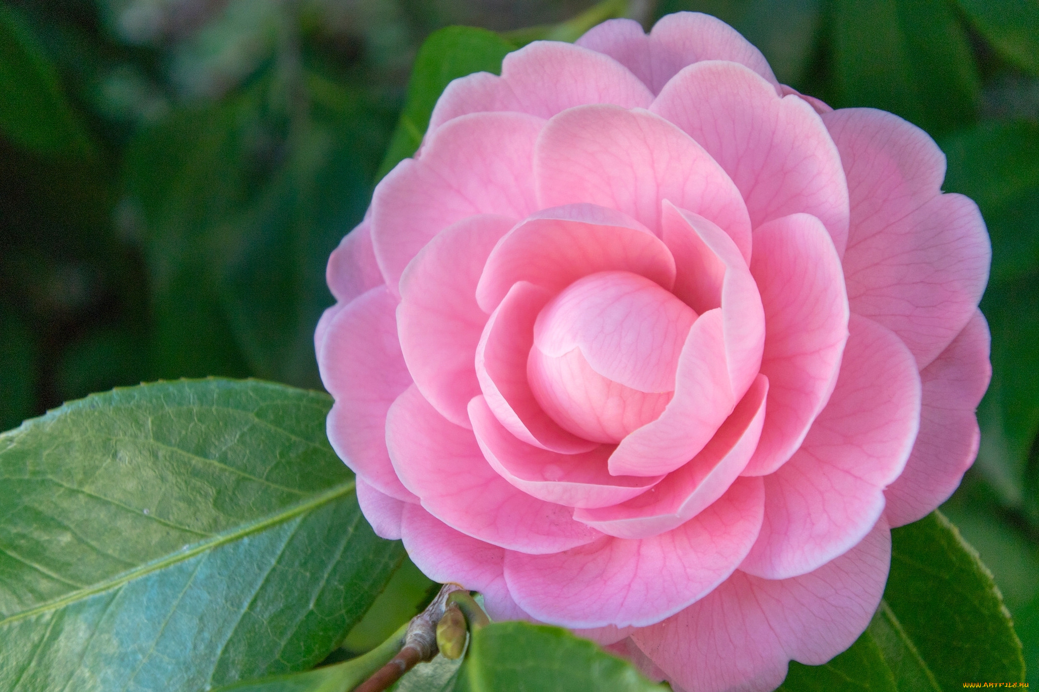 цветы, камелии, камелия, лепестки, макро