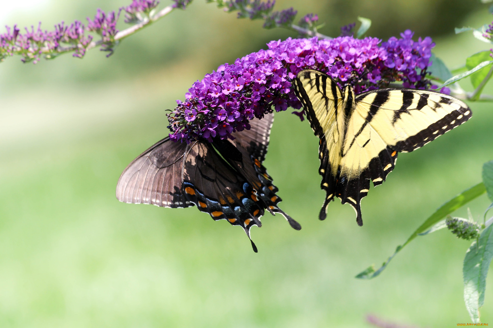 животные, бабочки, , мотыльки, , моли, бабочка