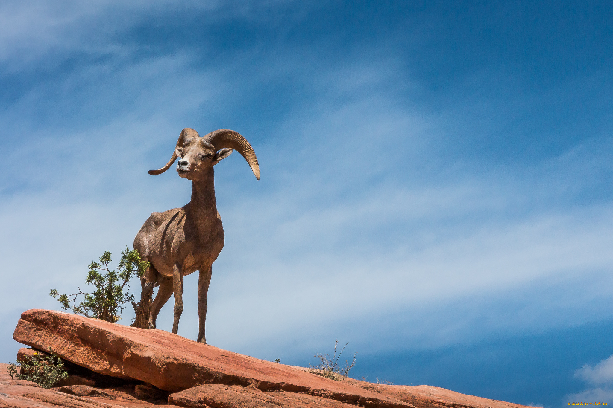 животные, козы, козерог