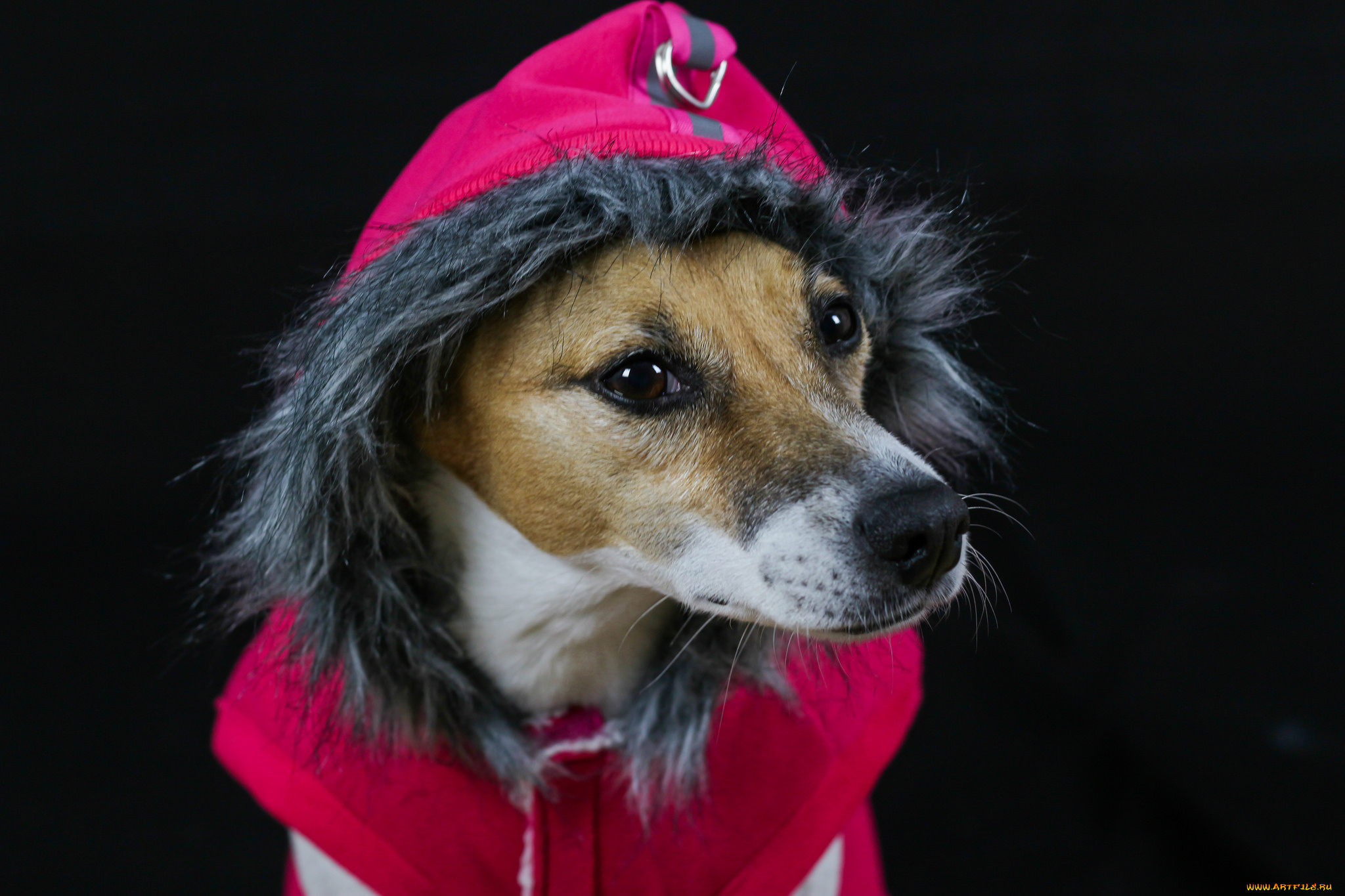 животные, собаки, песик