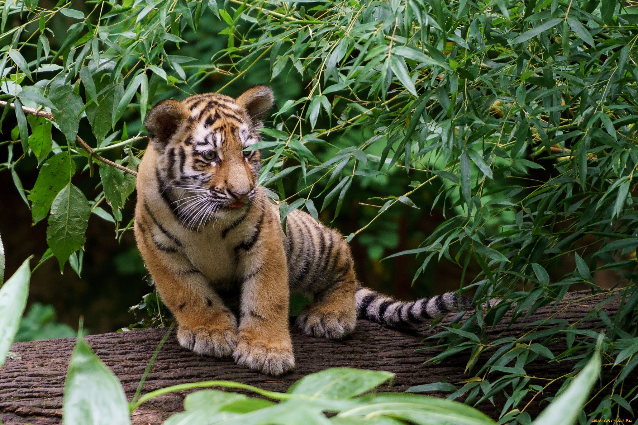 животные, тигры, тигренок