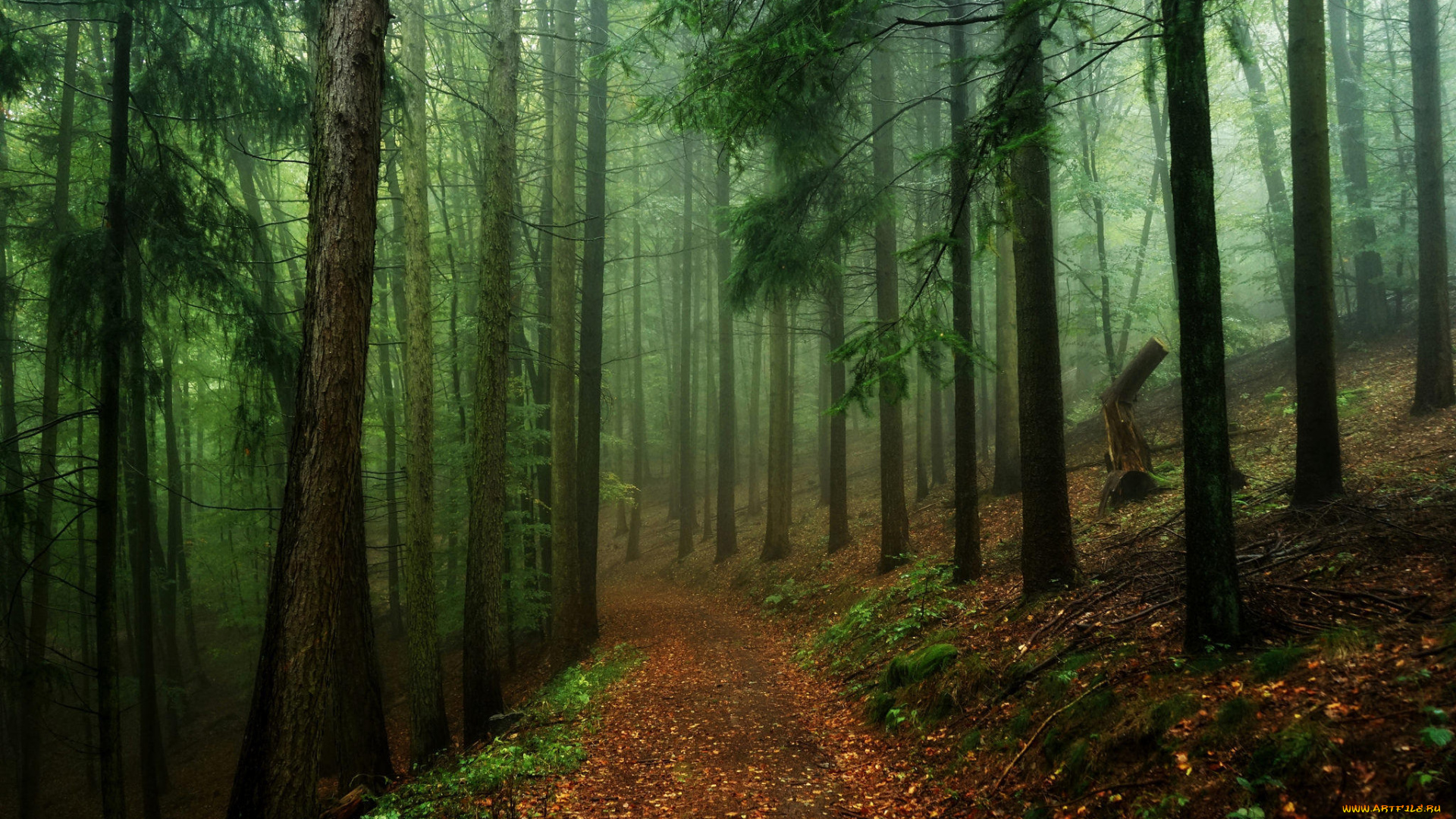 природа, дороги, дорога, туман, деревья, лес