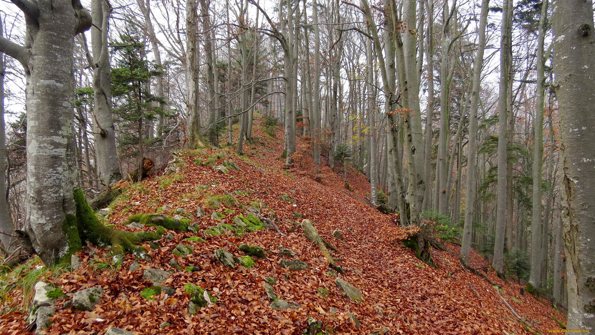 природа, лес, осень