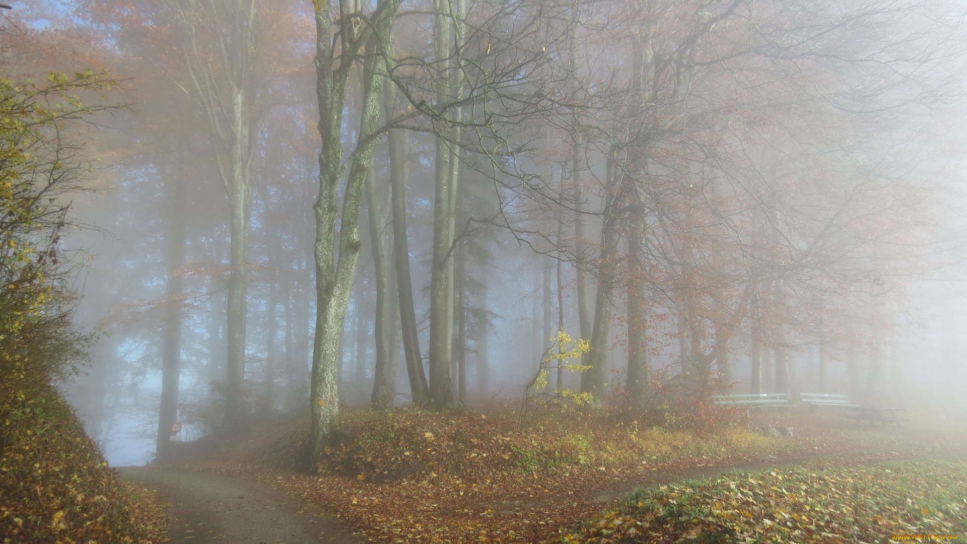 природа, лес, туман