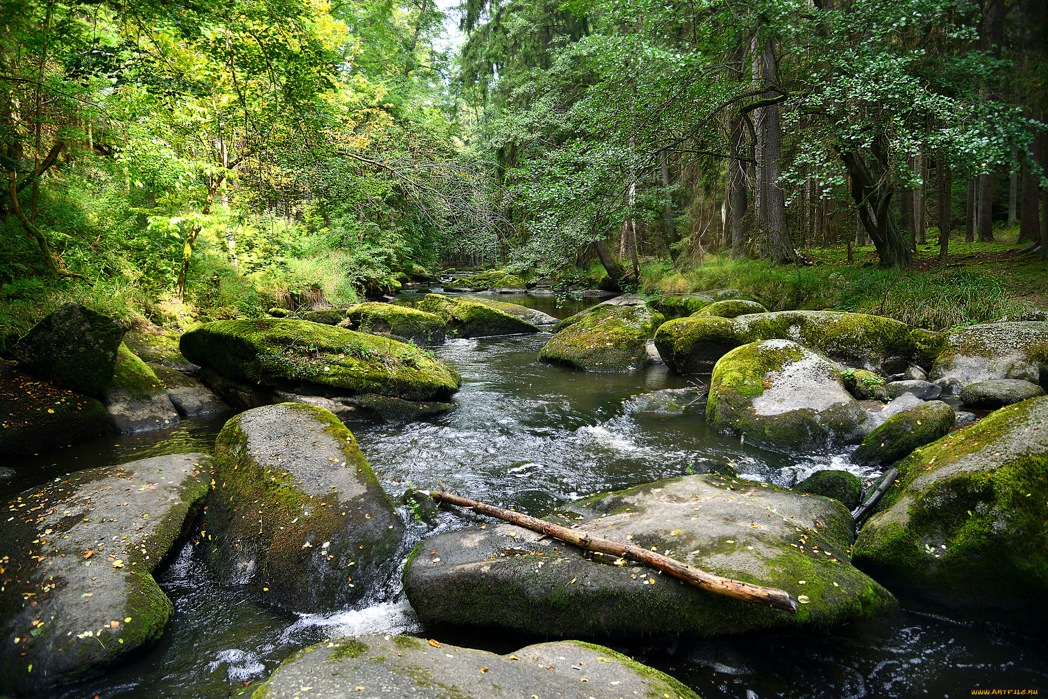 природа, реки, озера, река, лес