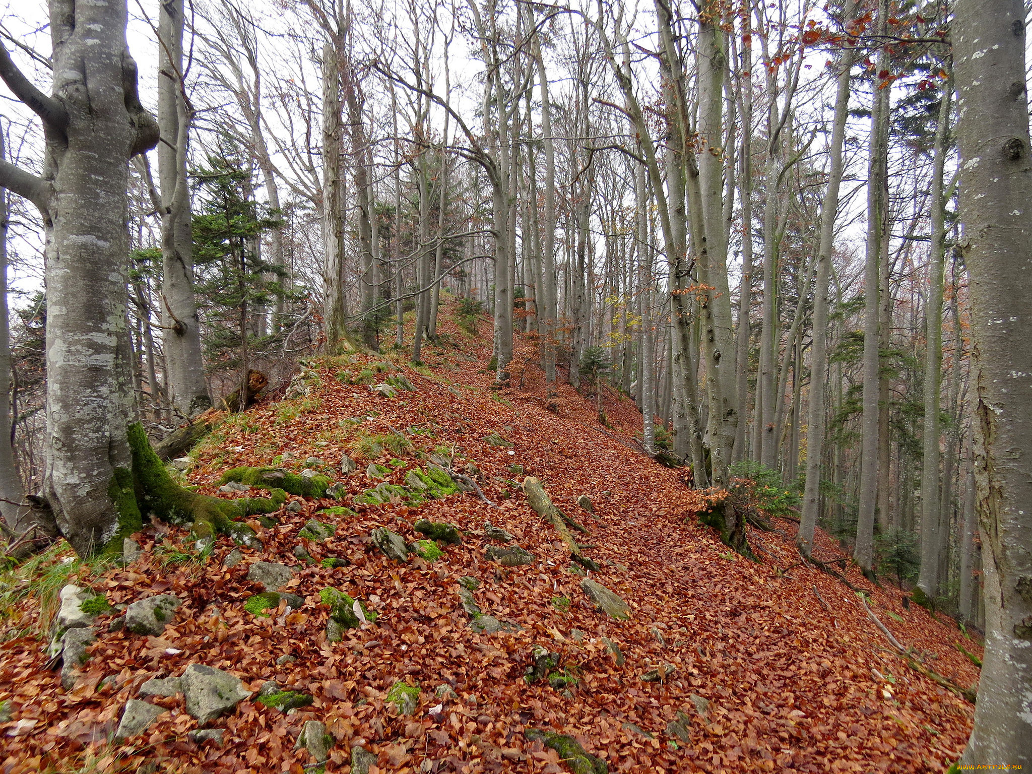 природа, лес, осень