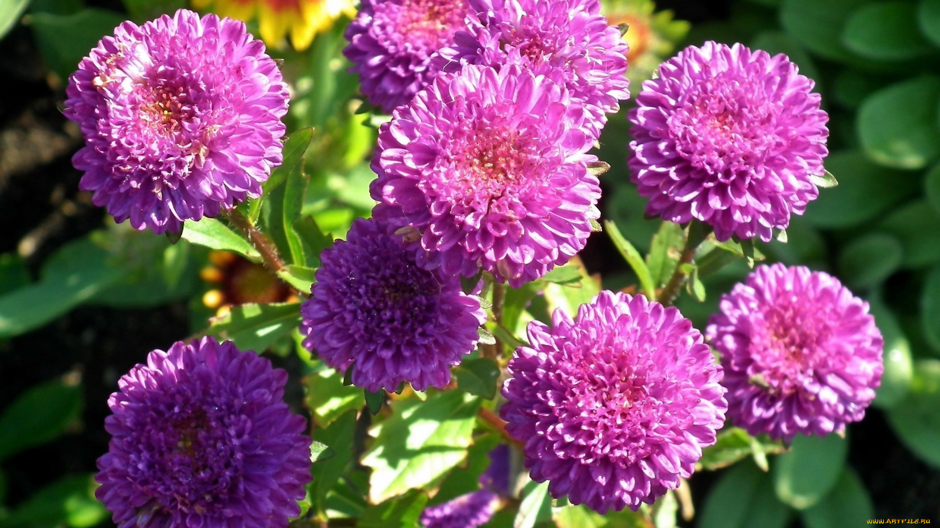 цветы, астры, розовые