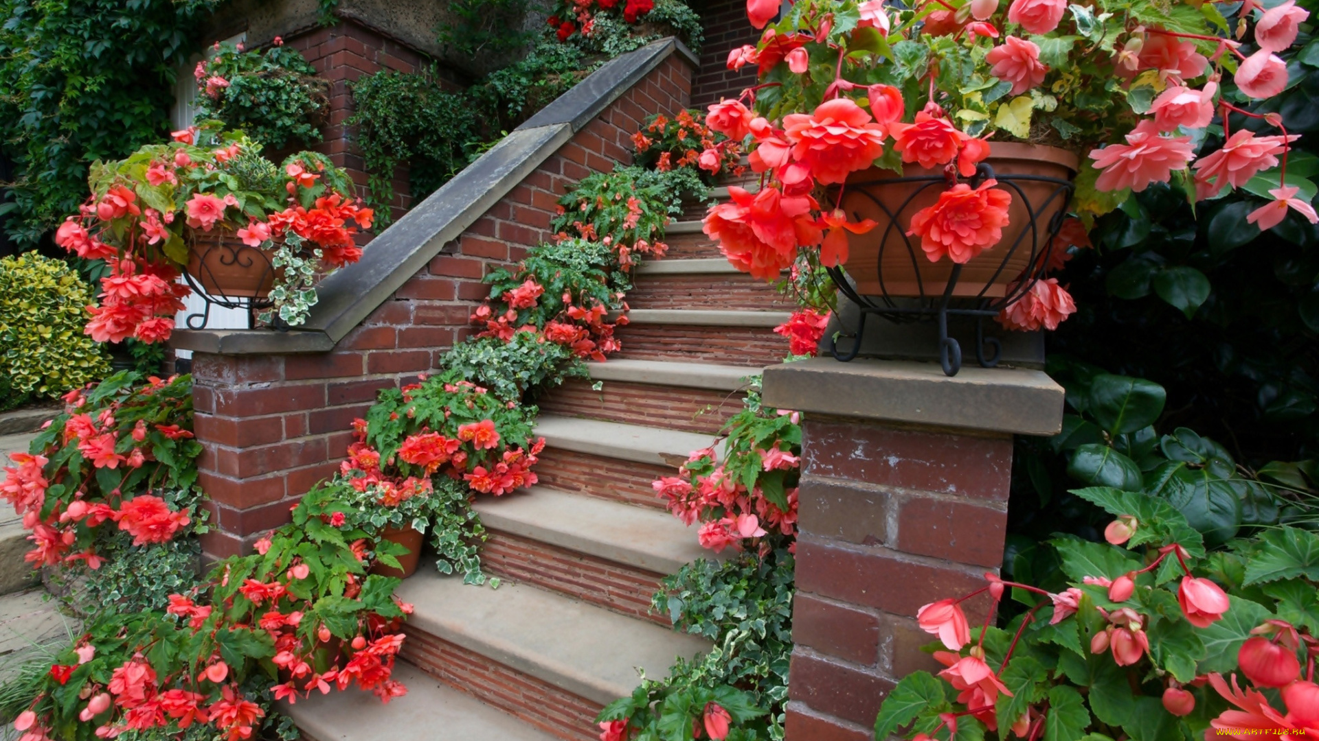 цветы, бегония, цветочные, горшки, ступени
