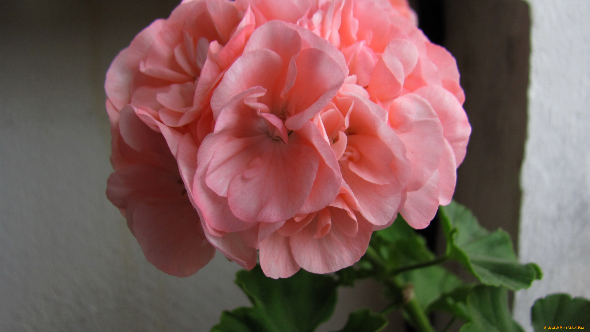 цветы, герань, розовая, соцветие