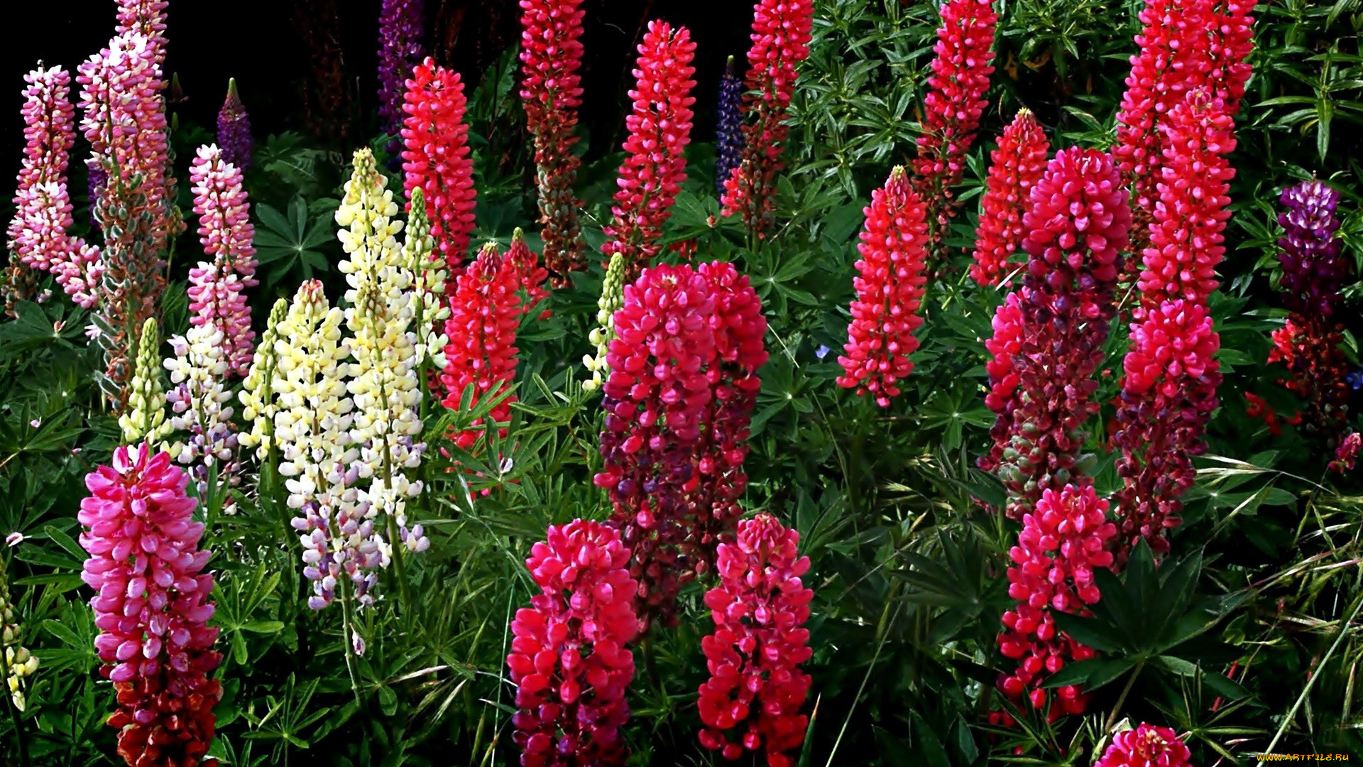 цветы, люпин, разноцветный