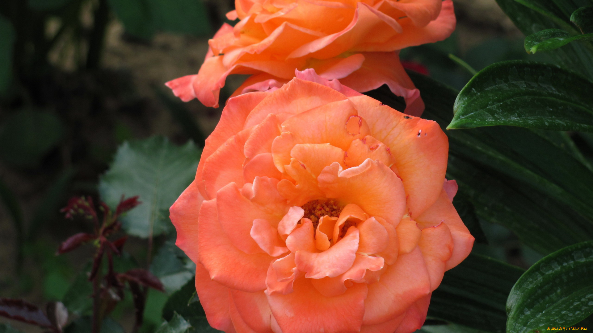 цветы, розы, персиковые, дуэт