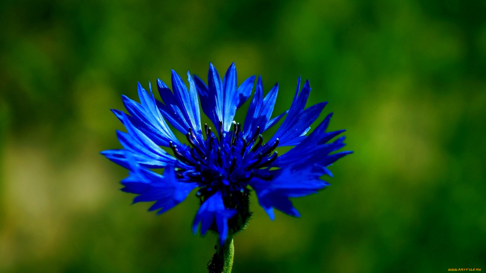 цветы, васильки, синий, василёк