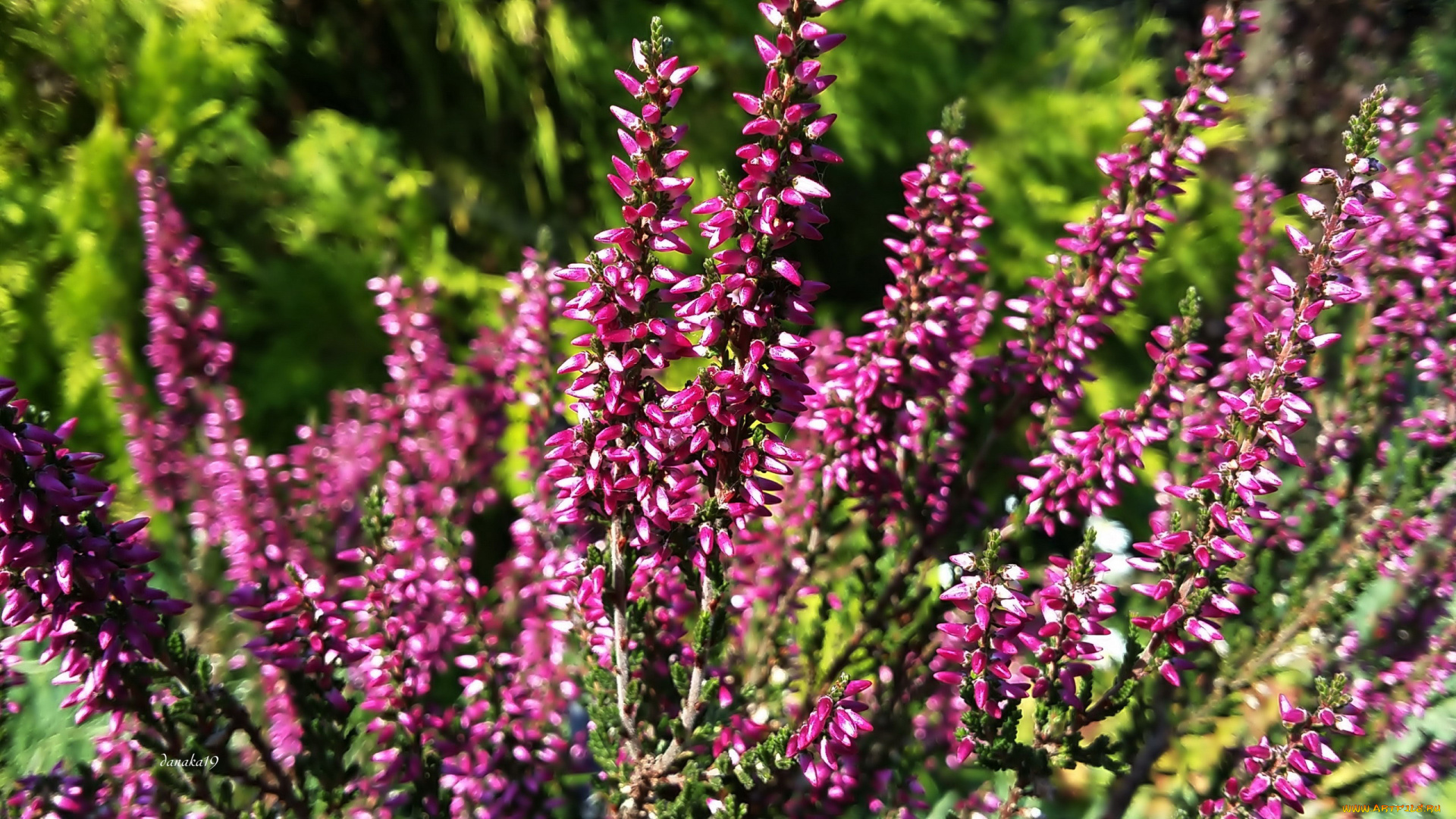 цветы, вереск, , эрики, розовый