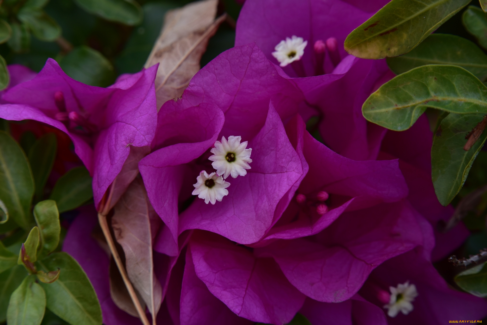 цветы, бугенвиллея, розовая, бугенвилея, макро
