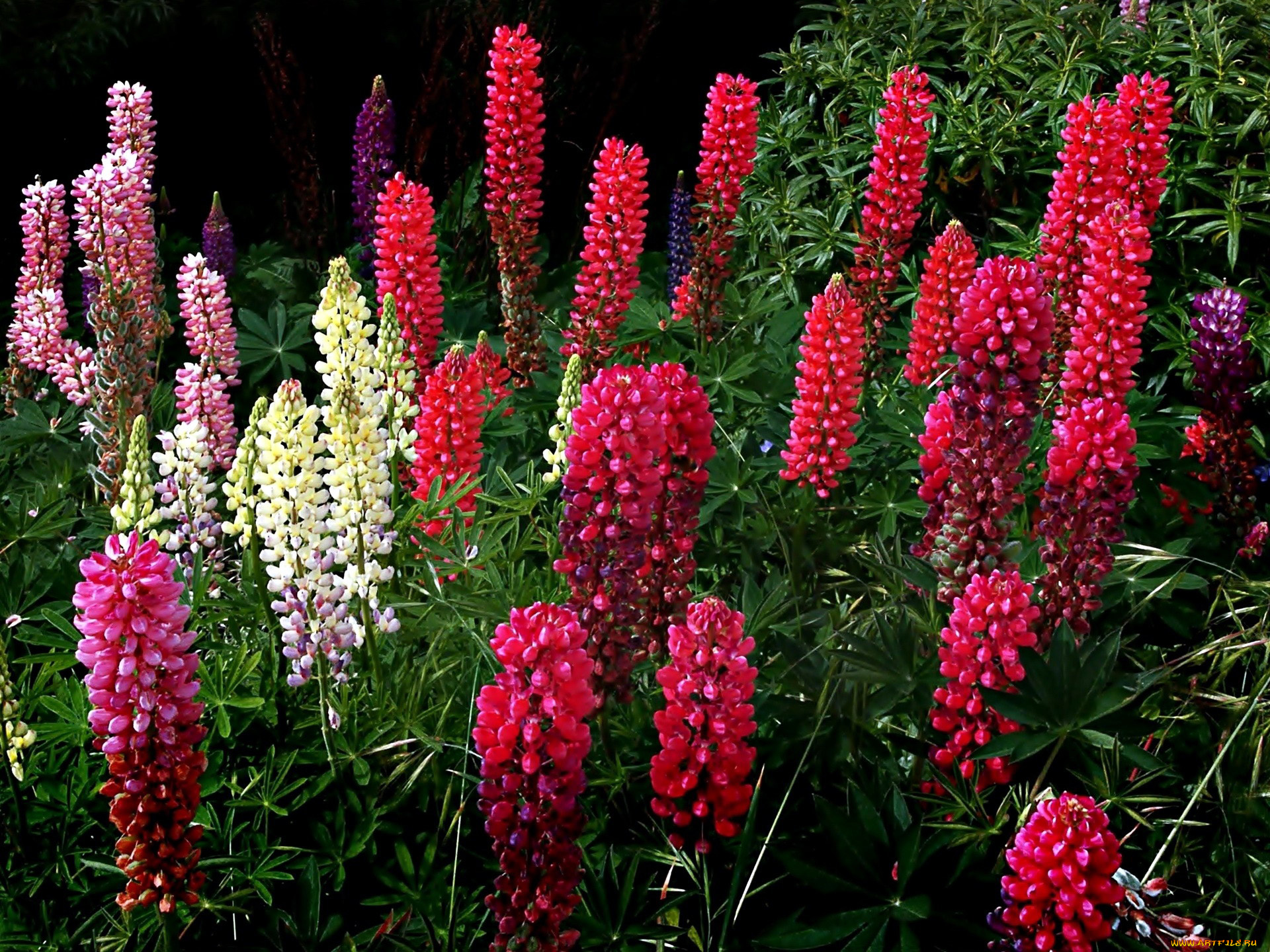 цветы, люпин, разноцветный