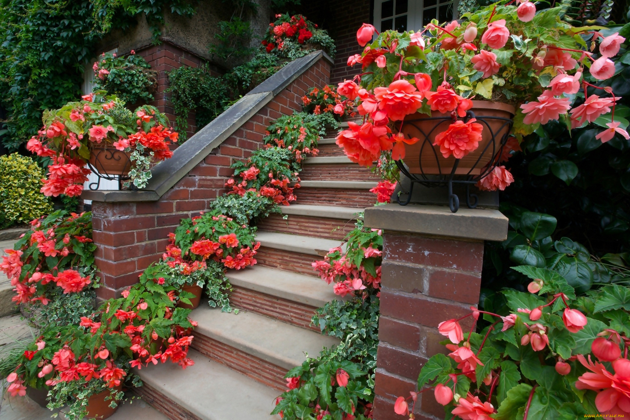 цветы, бегония, цветочные, горшки, ступени