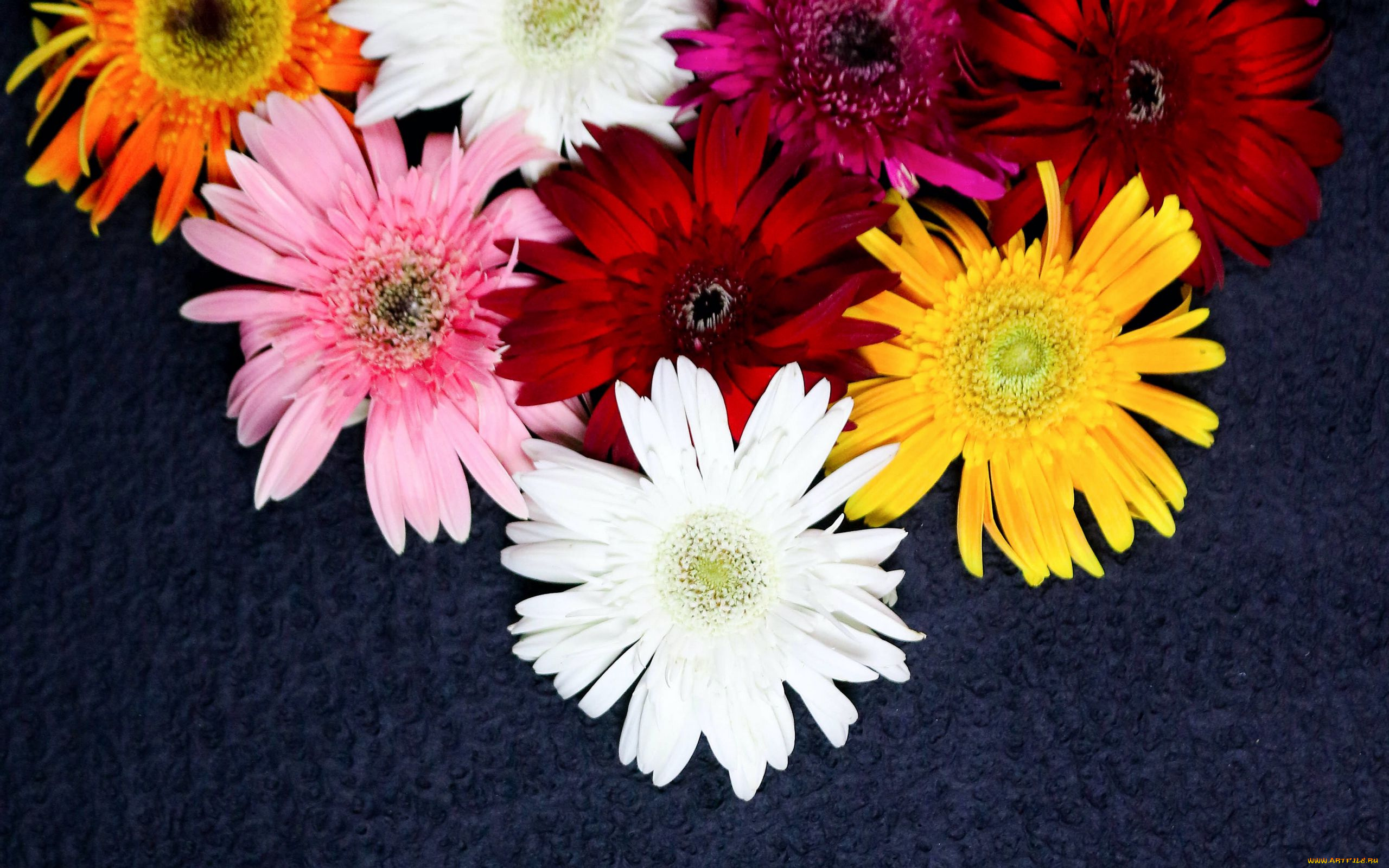 цветы, герберы, разноцветные