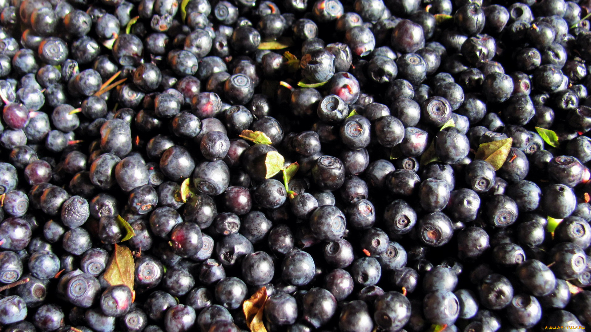 еда, голубика, , черника, ягоды, черника, лесная