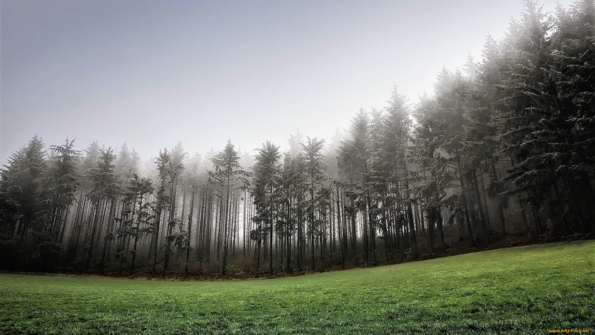 природа, лес, лужайка, туман