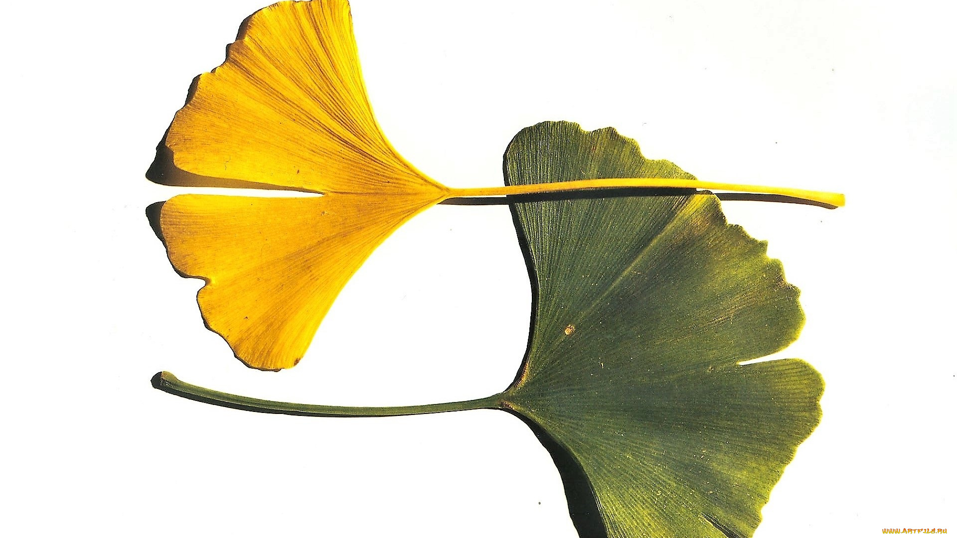 рисованное, природа, листья, желтый, зеленый