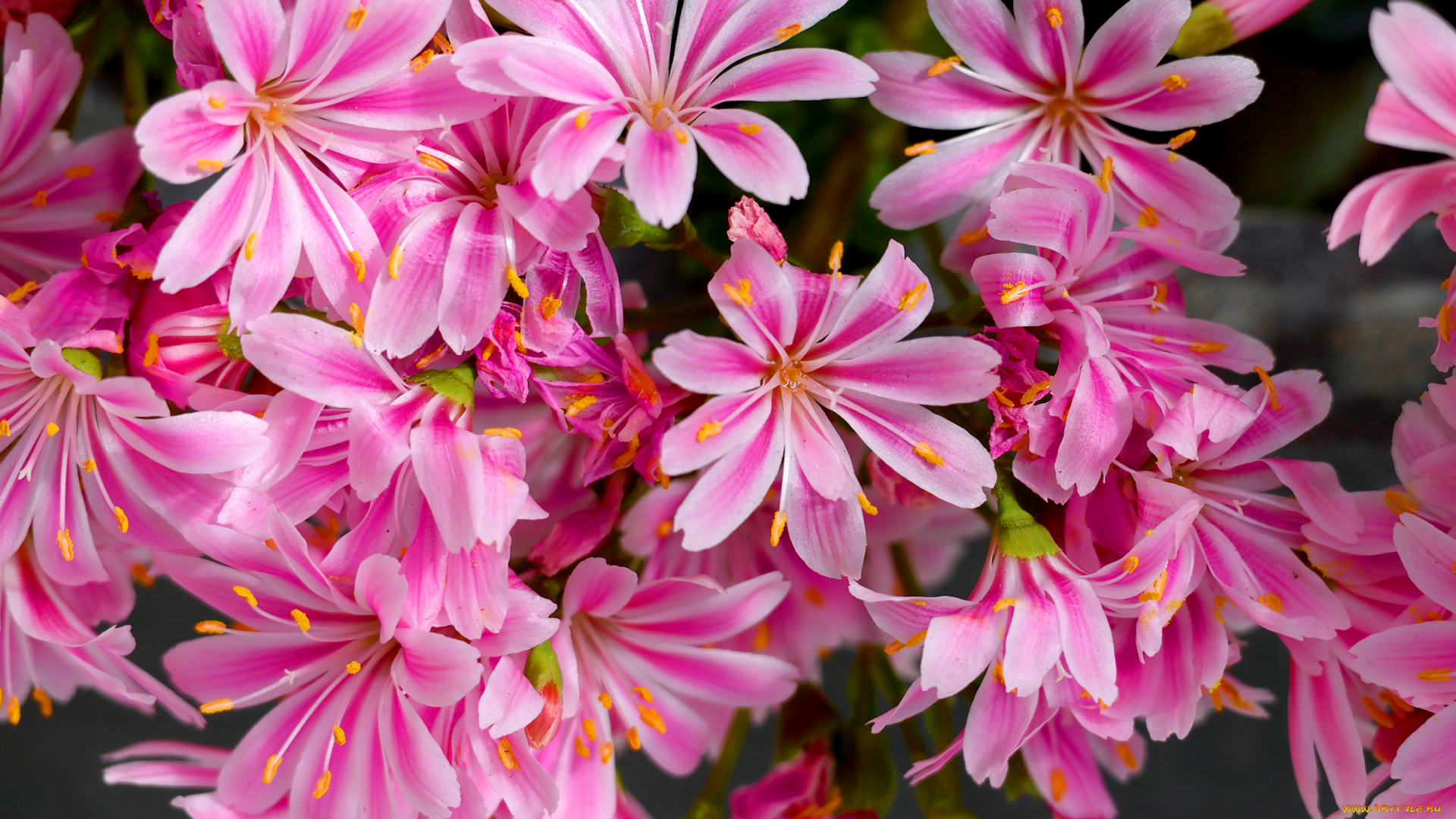 цветы, левизия, розовые