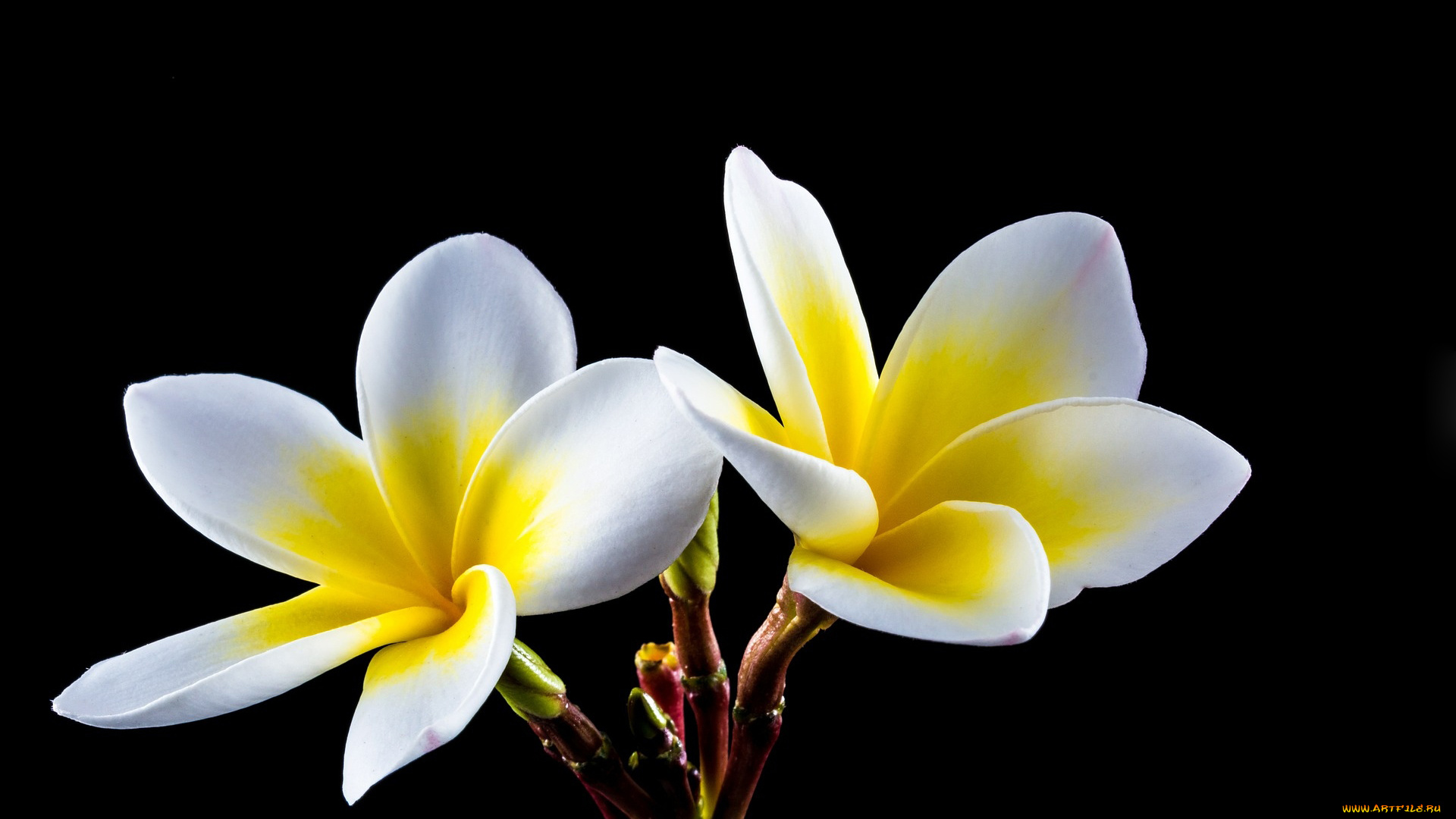 цветы, плюмерия, белая, черный, фон
