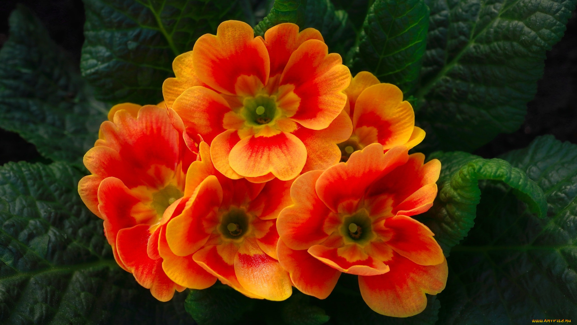 цветы, примулы, первоцвет, примула, макро