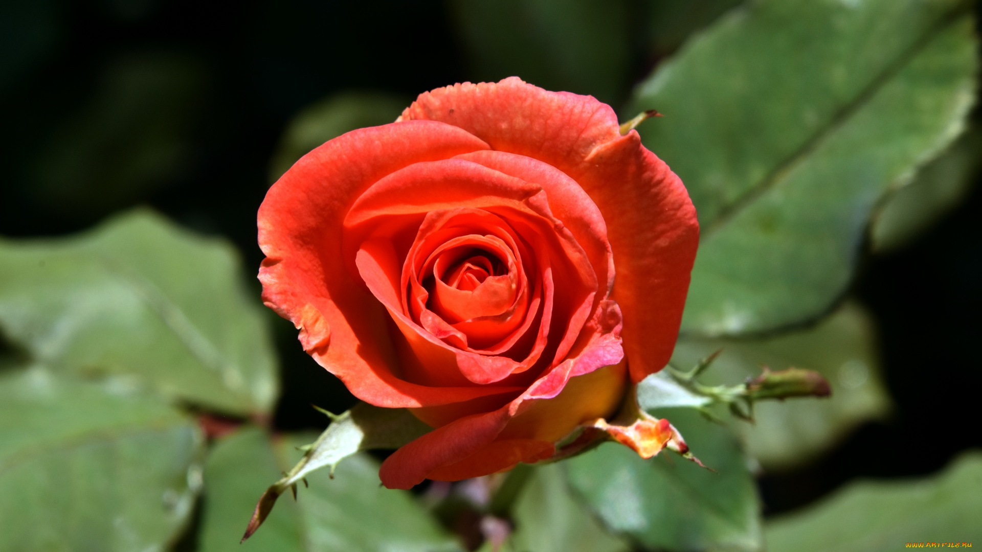 цветы, розы, алая, роза, бутон