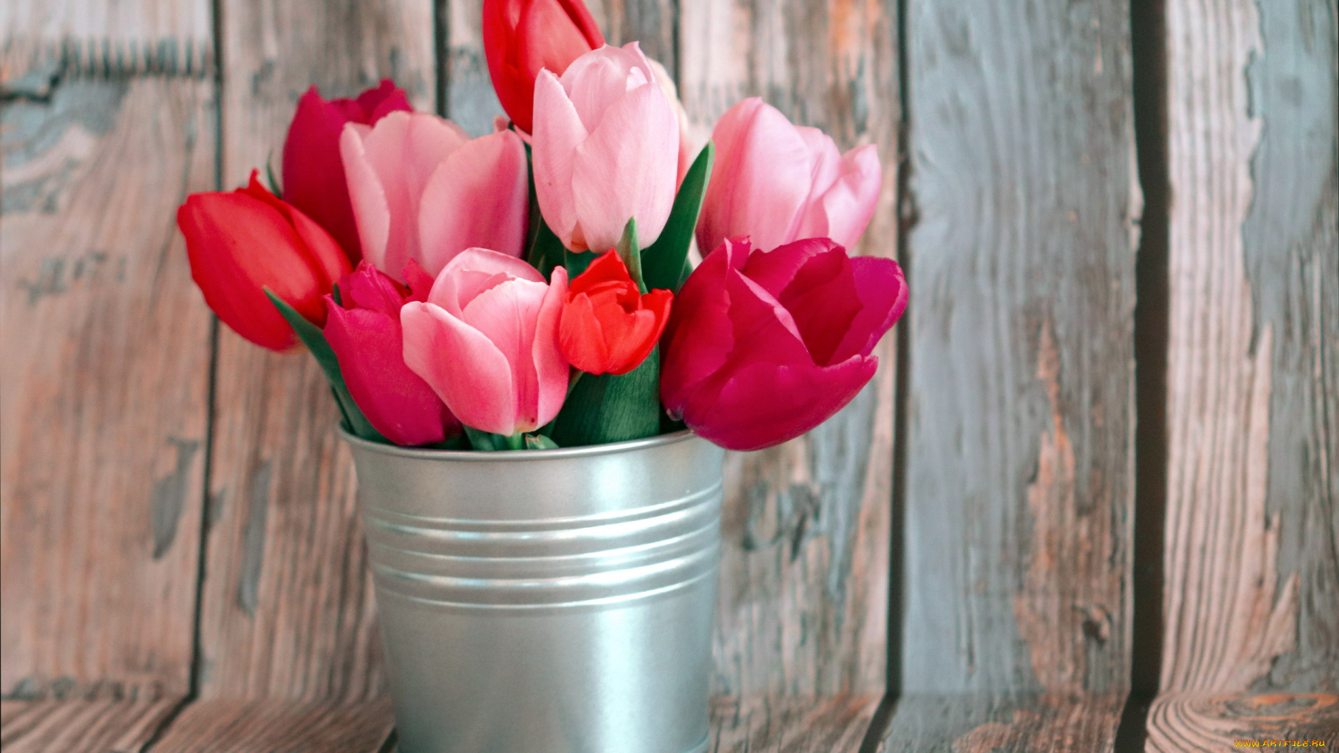 цветы, тюльпаны, бутоны