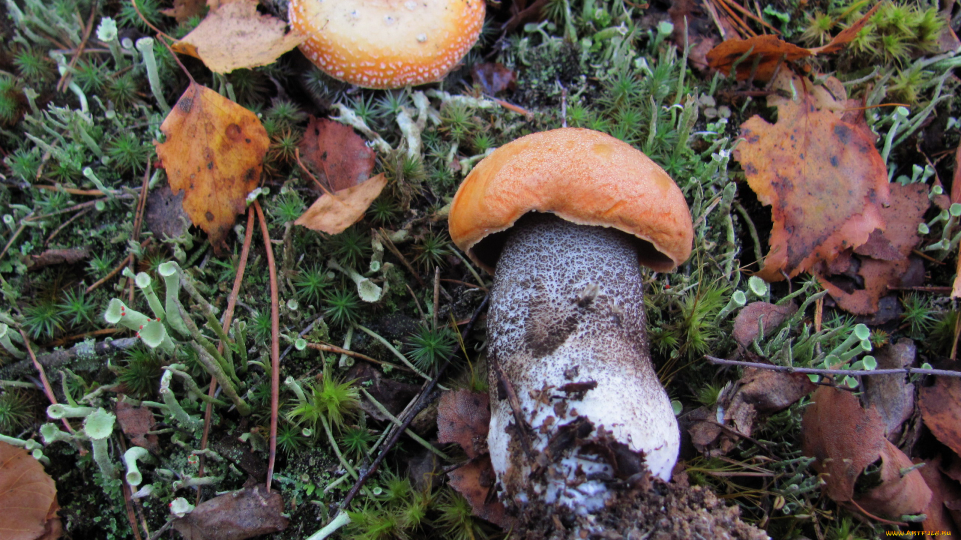 еда, грибы, , грибные, блюда, подосиновик