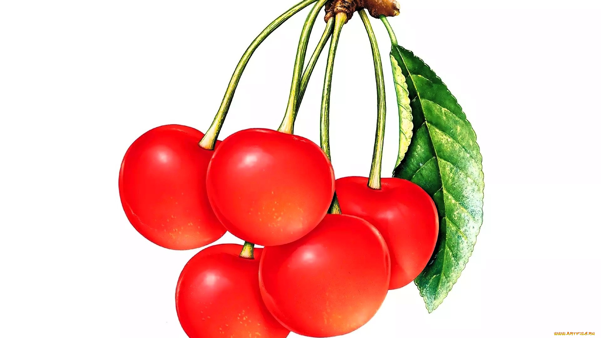 рисованное, еда, вишни