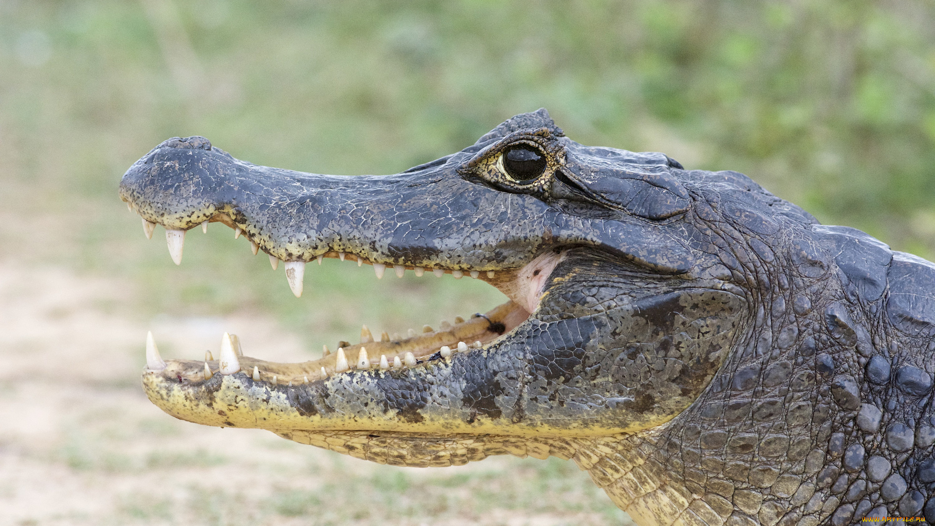 животные, крокодилы, пасть