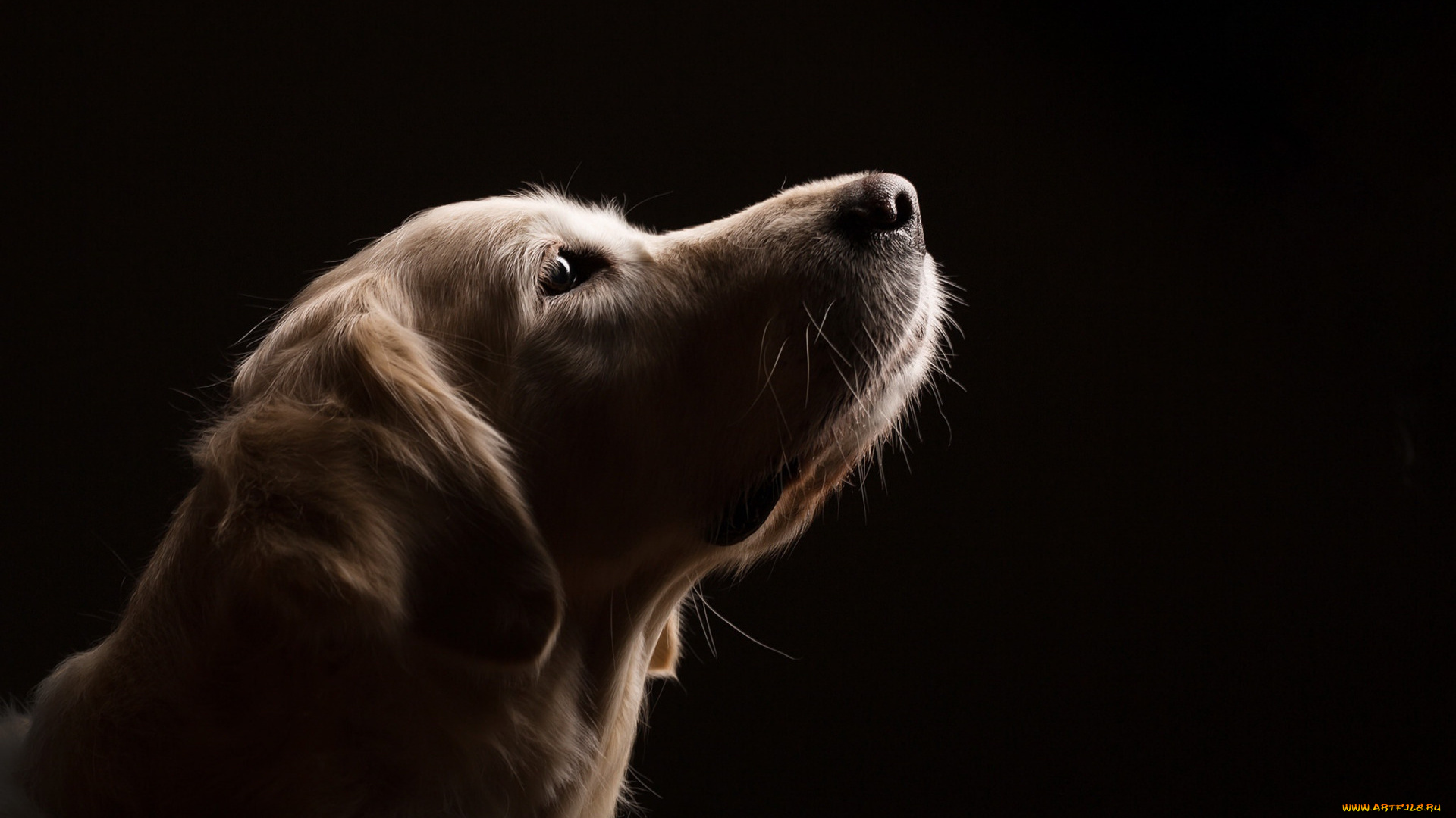 животные, собаки, собака