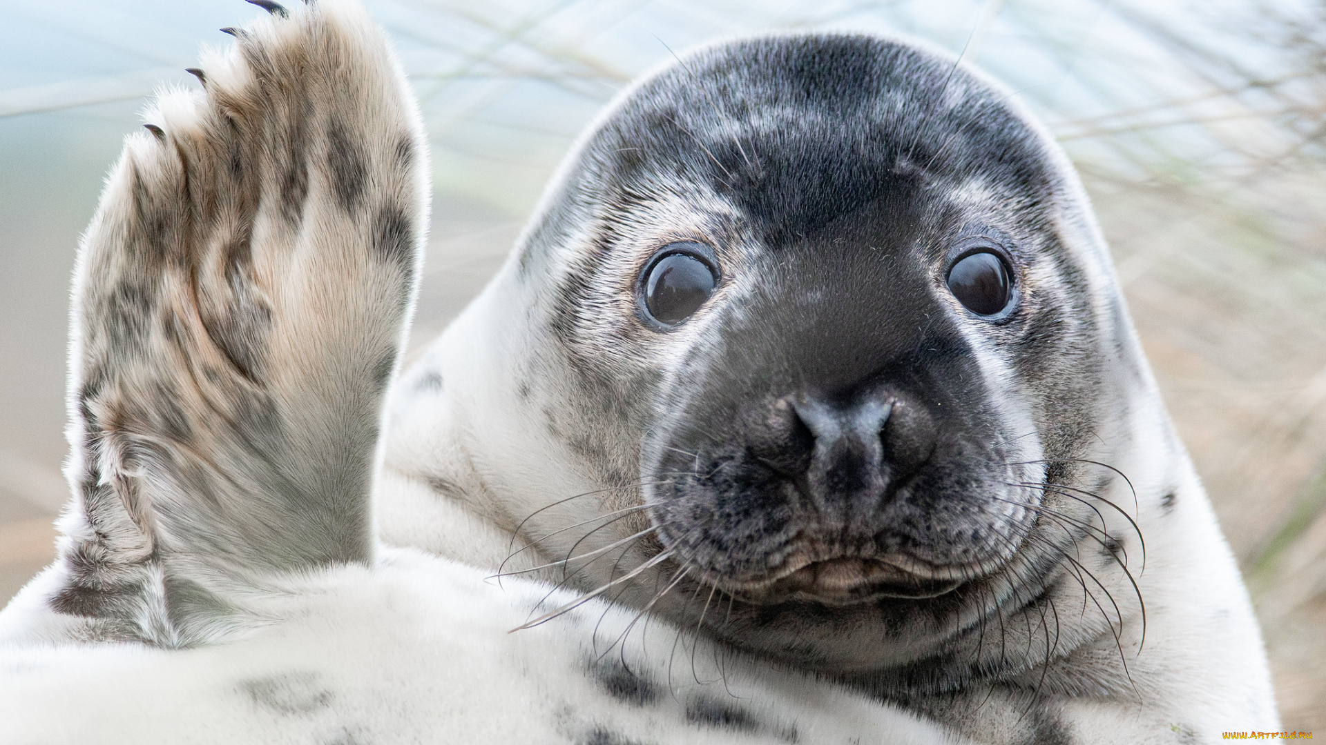 животные, тюлени, , морские, львы, , морские, котики, лапка