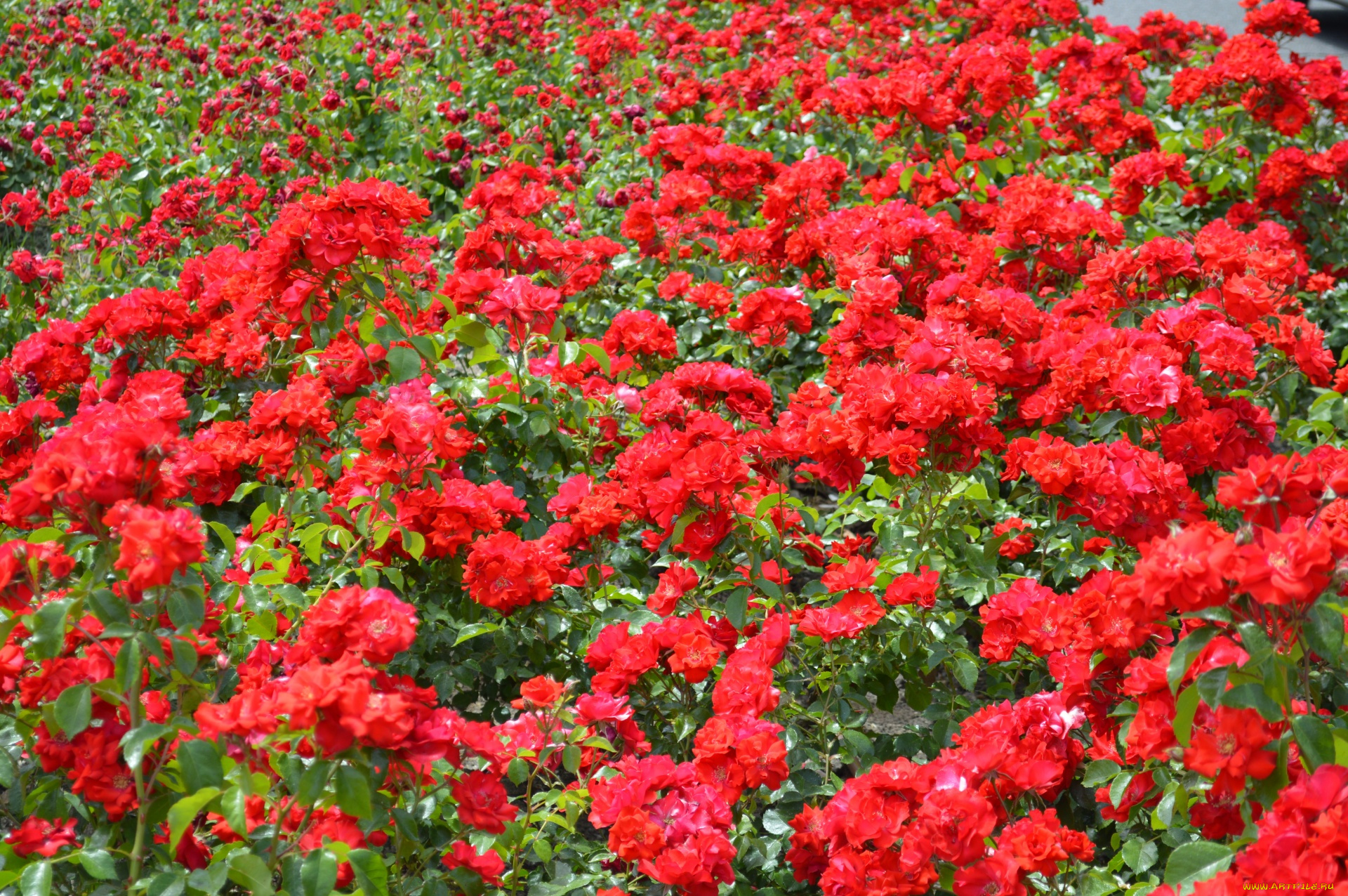 цветы, розы, алые, много