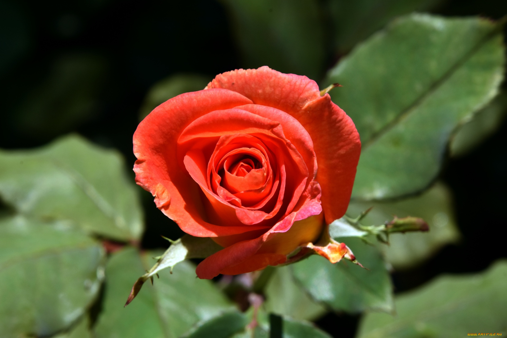цветы, розы, алая, роза, бутон
