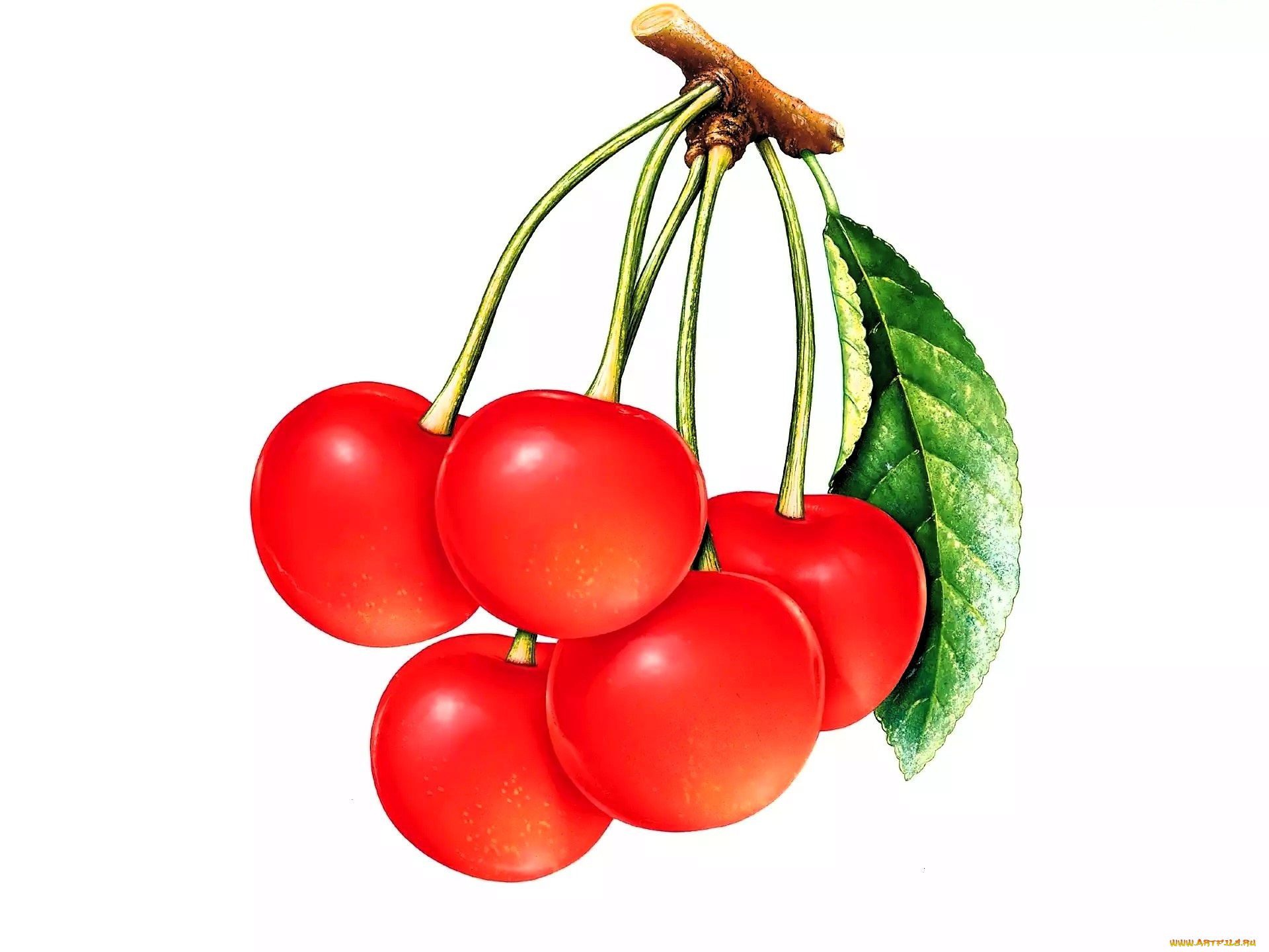 рисованное, еда, вишни
