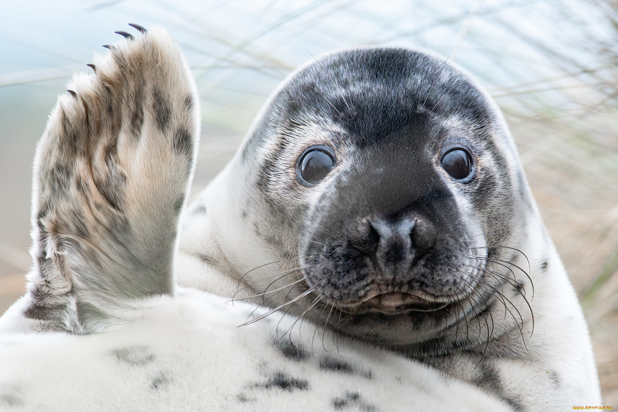 животные, тюлени, , морские, львы, , морские, котики, лапка