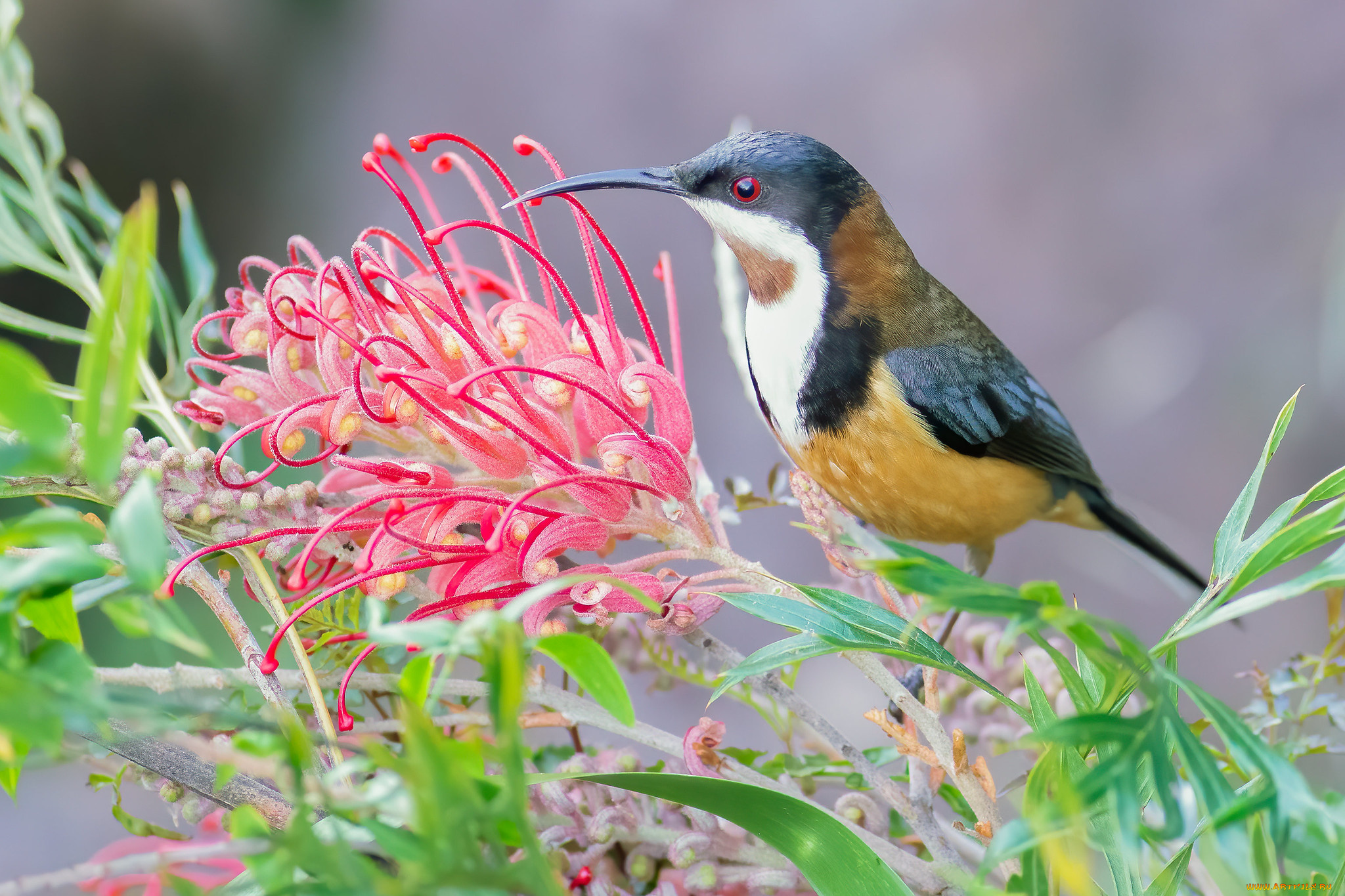 животные, птицы, птица