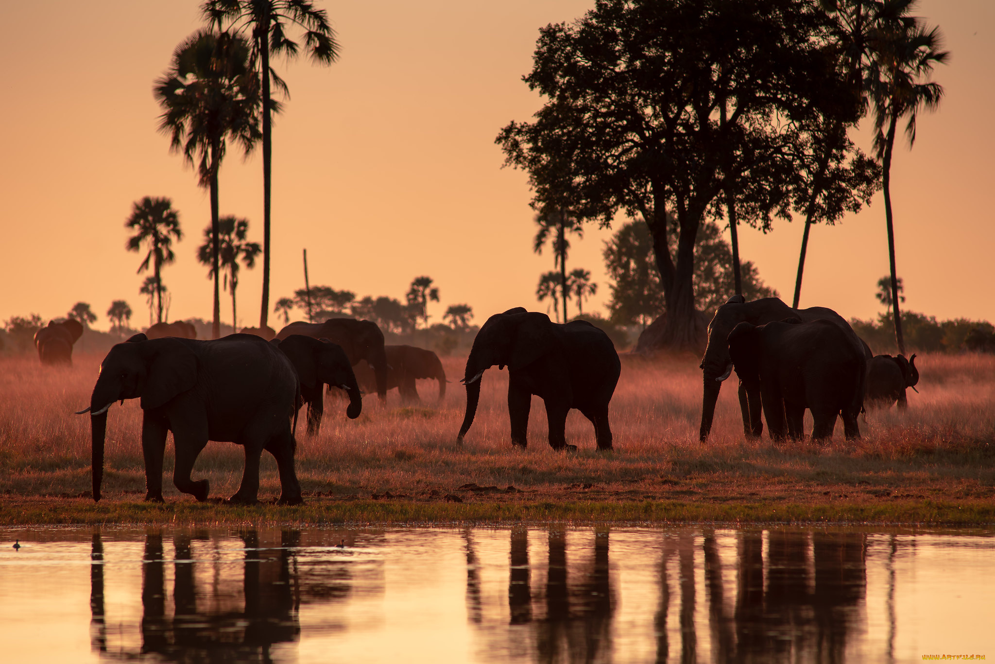 животные, слоны