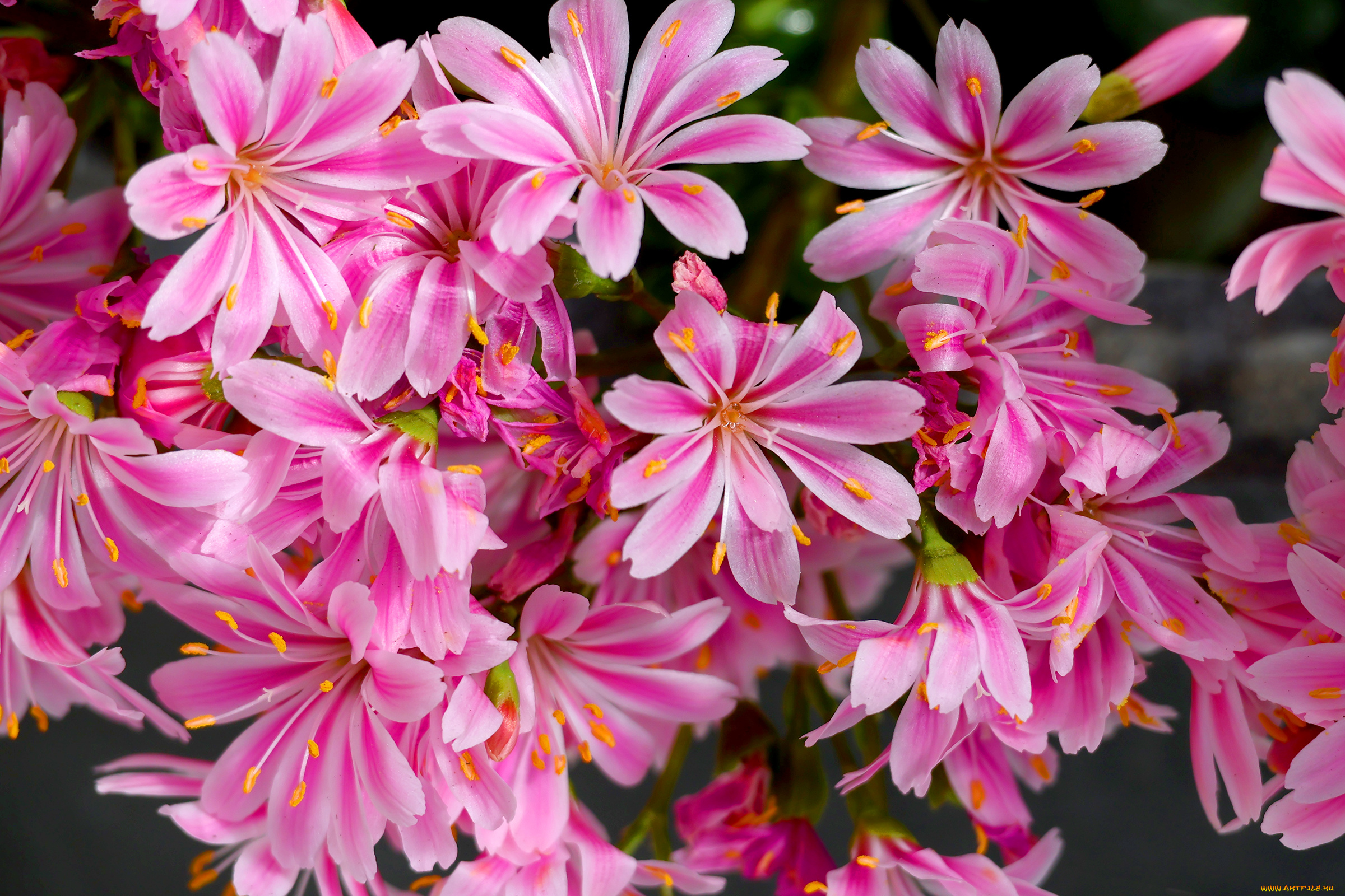 цветы, левизия, розовые