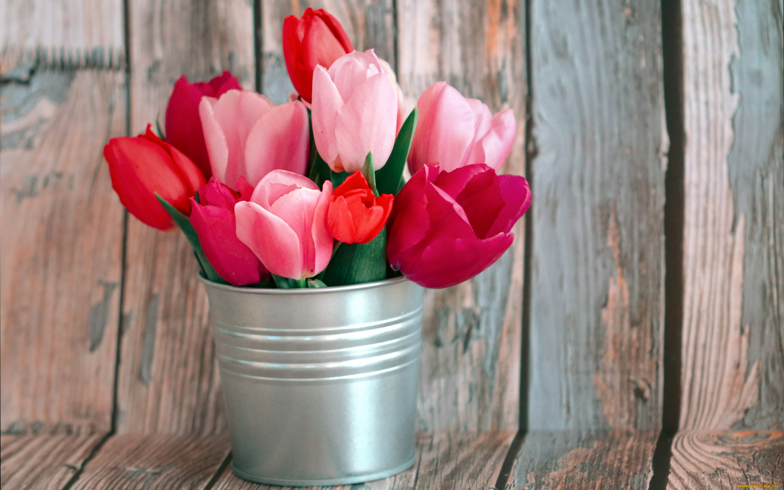 цветы, тюльпаны, бутоны